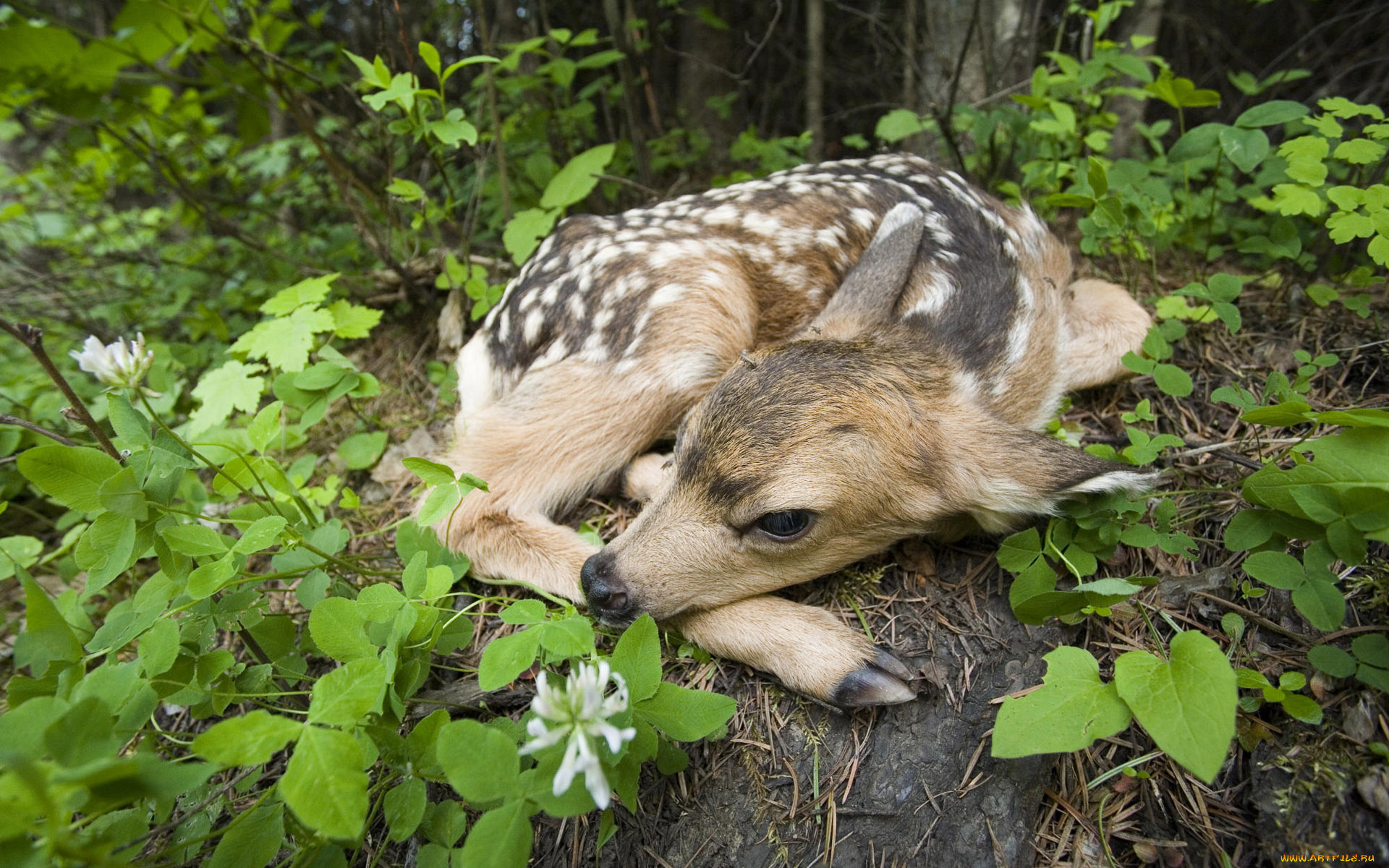 животные, олени