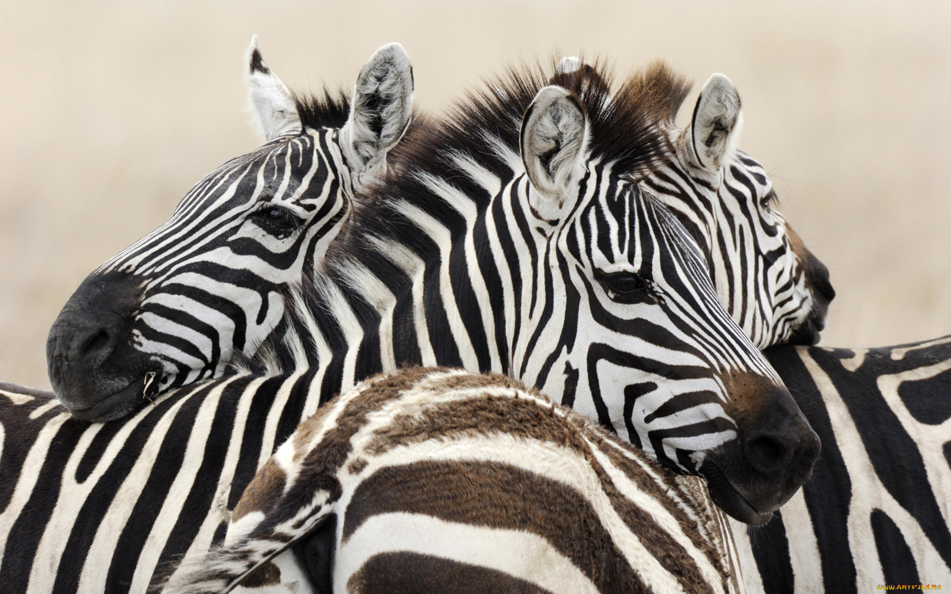 животные, зебры