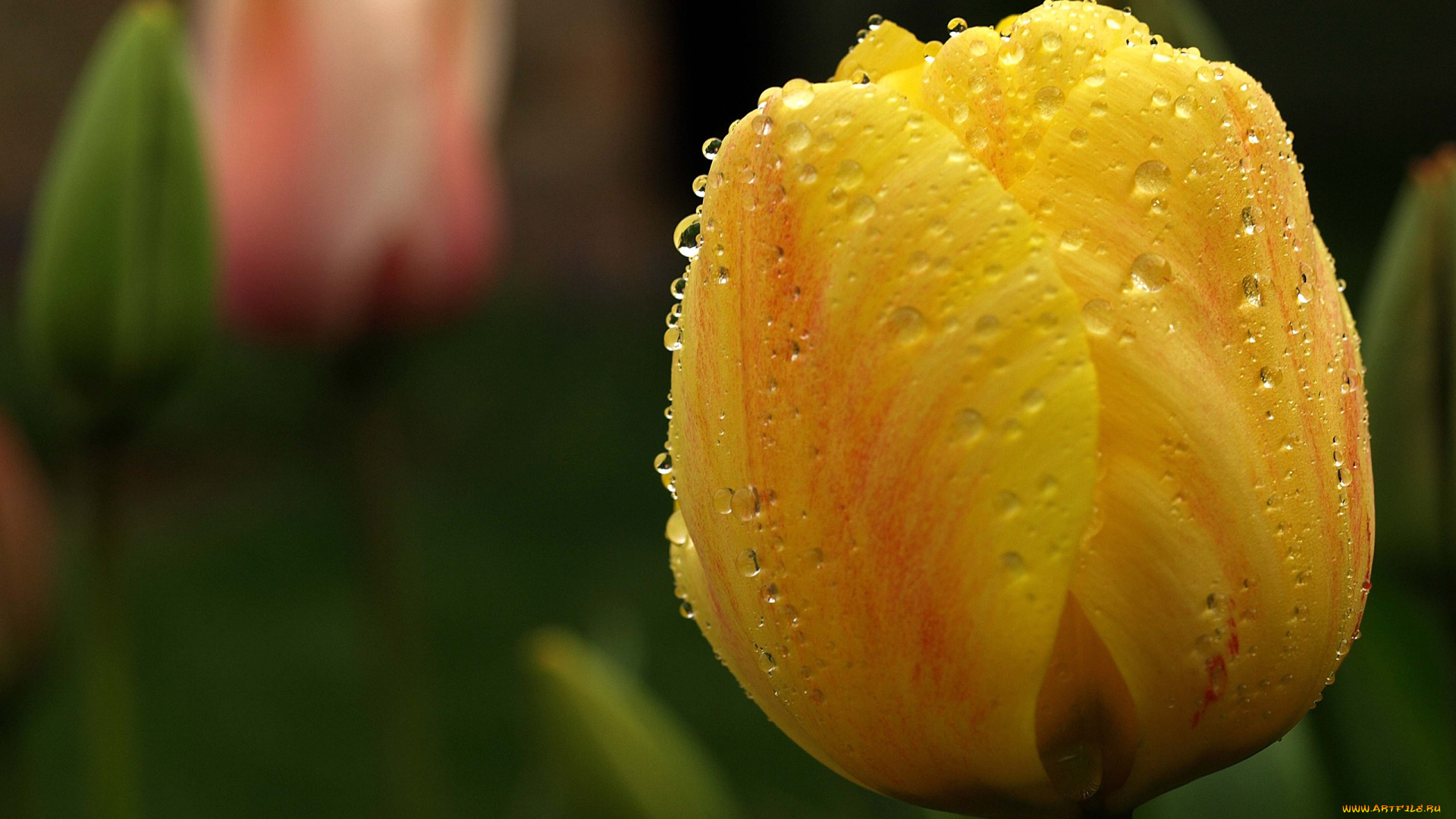 цветы, тюльпаны