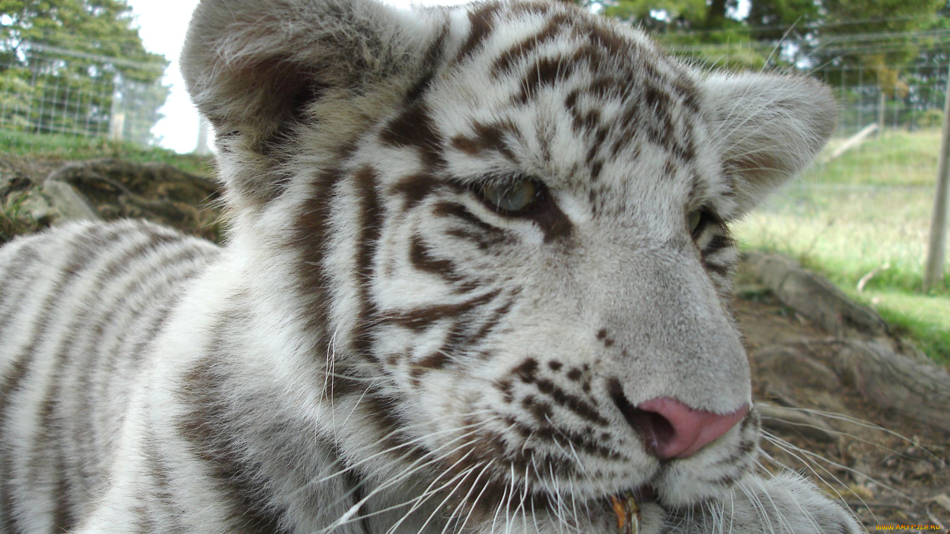 животные, тигры