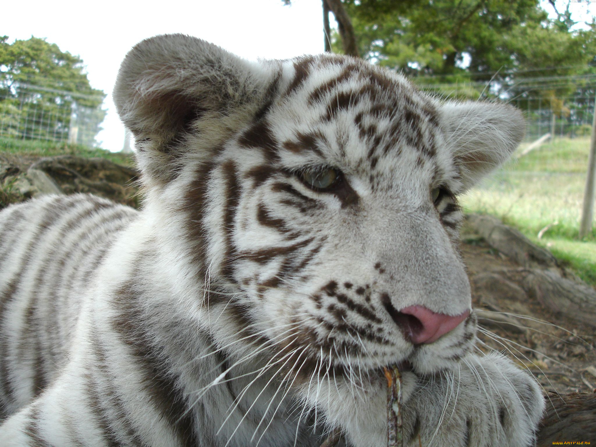 животные, тигры