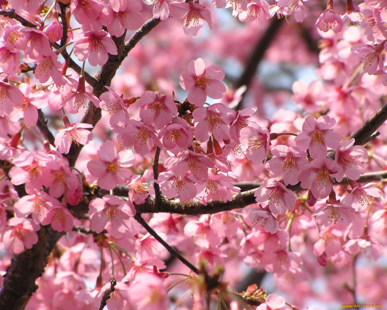 цветы, цветущие, деревья, кустарники