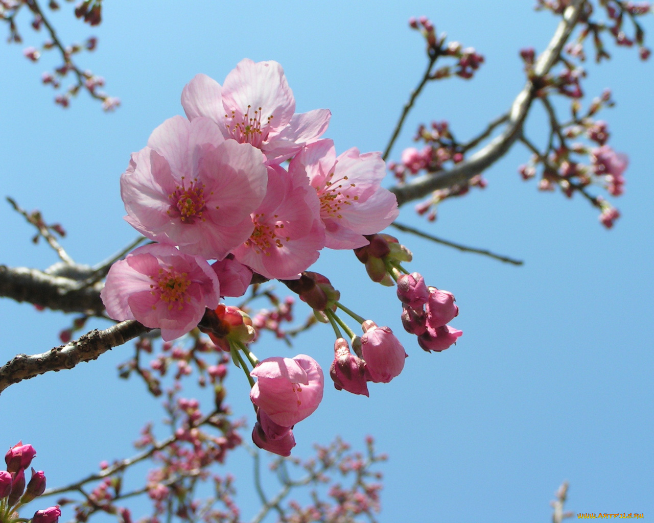 цветы, цветущие, деревья, кустарники