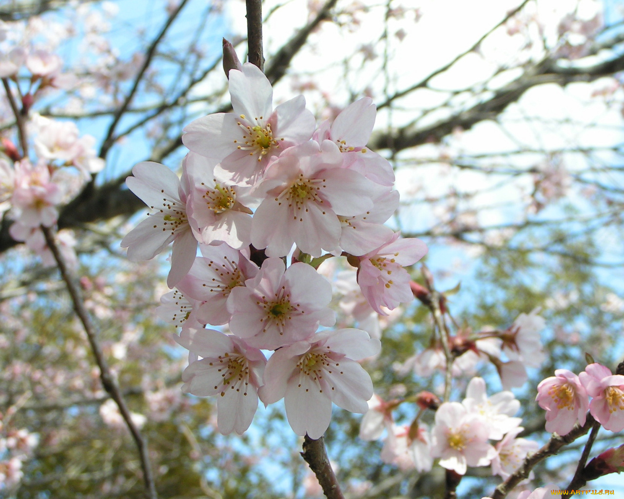 цветы, цветущие, деревья, кустарники