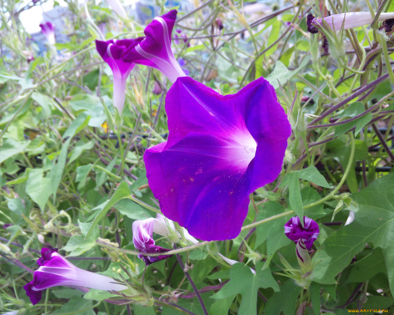 цветы, вьюнки, ипомеи
