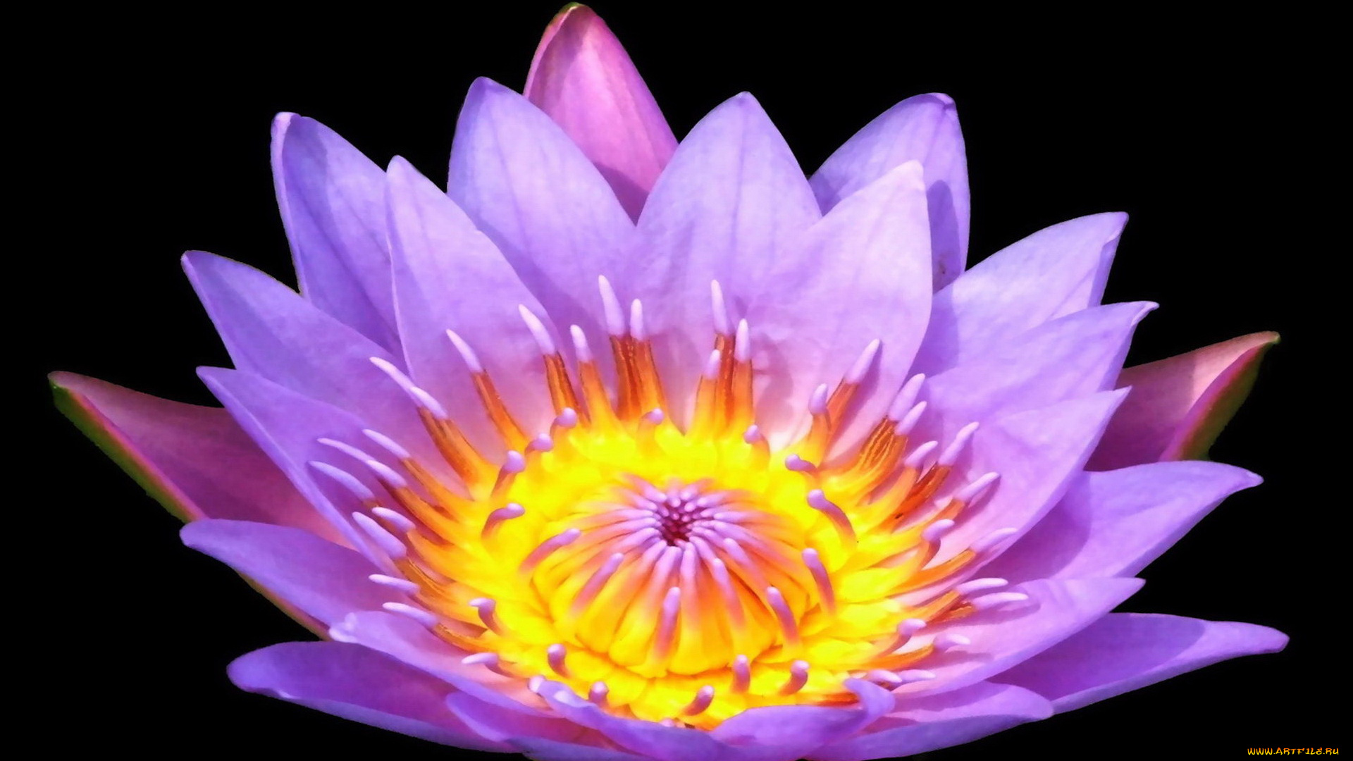 цветы, лилии, водяные, нимфеи, кувшинки