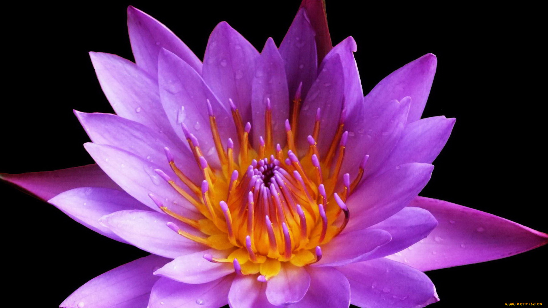 цветы, лилии, водяные, нимфеи, кувшинки