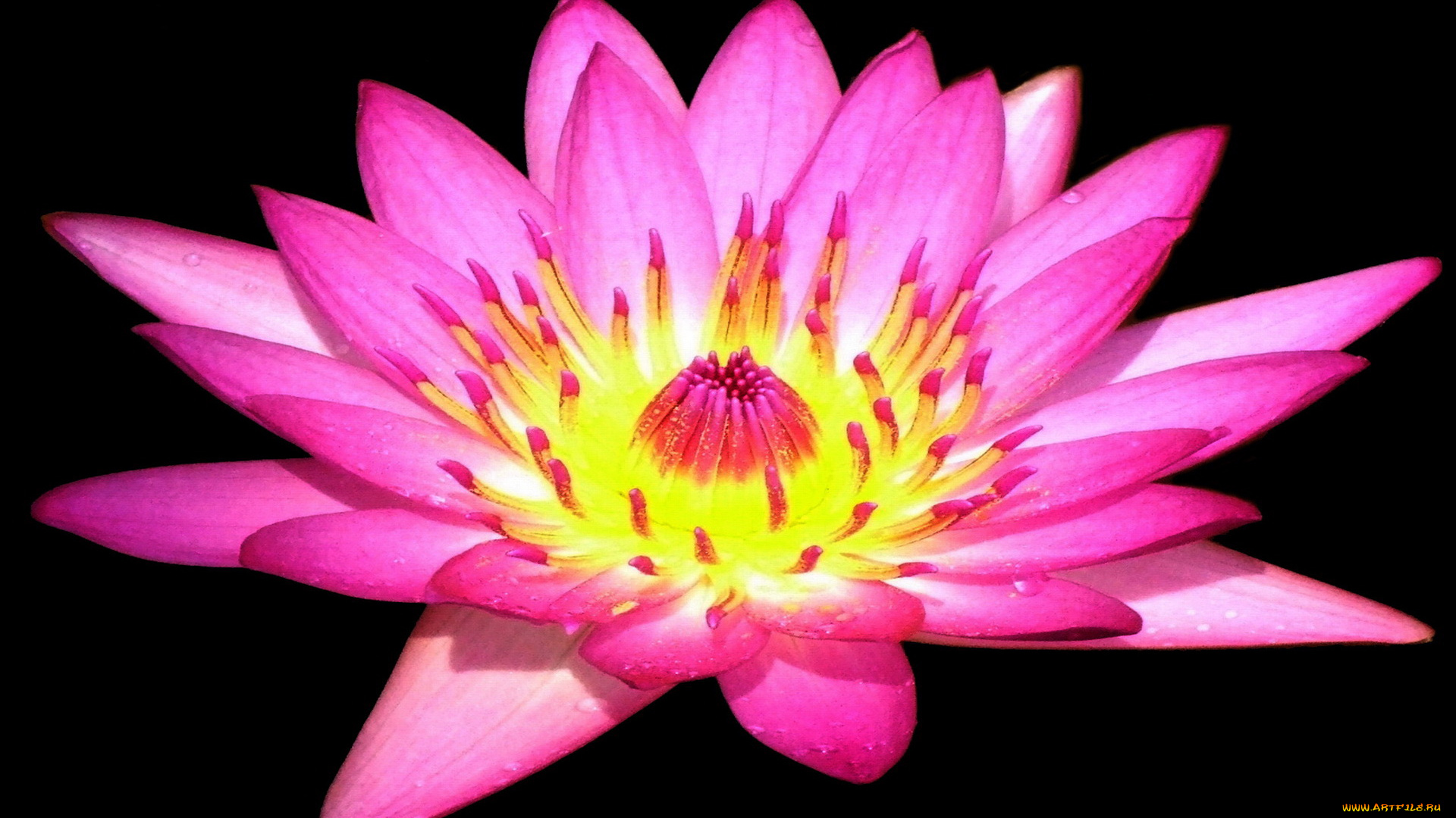 цветы, лилии, водяные, нимфеи, кувшинки