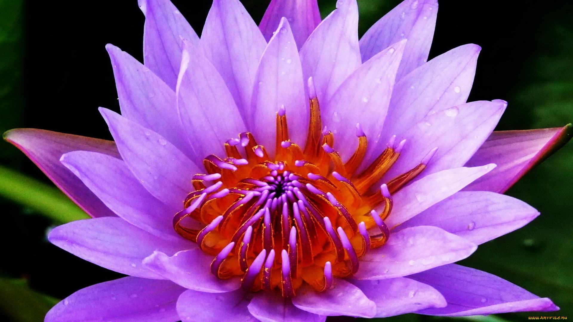 цветы, лилии, водяные, нимфеи, кувшинки