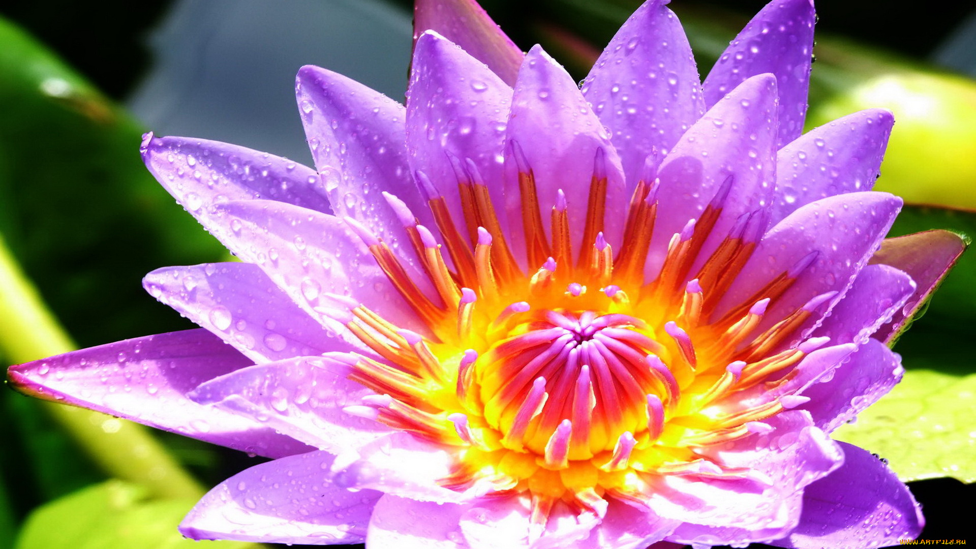 цветы, лилии, водяные, нимфеи, кувшинки