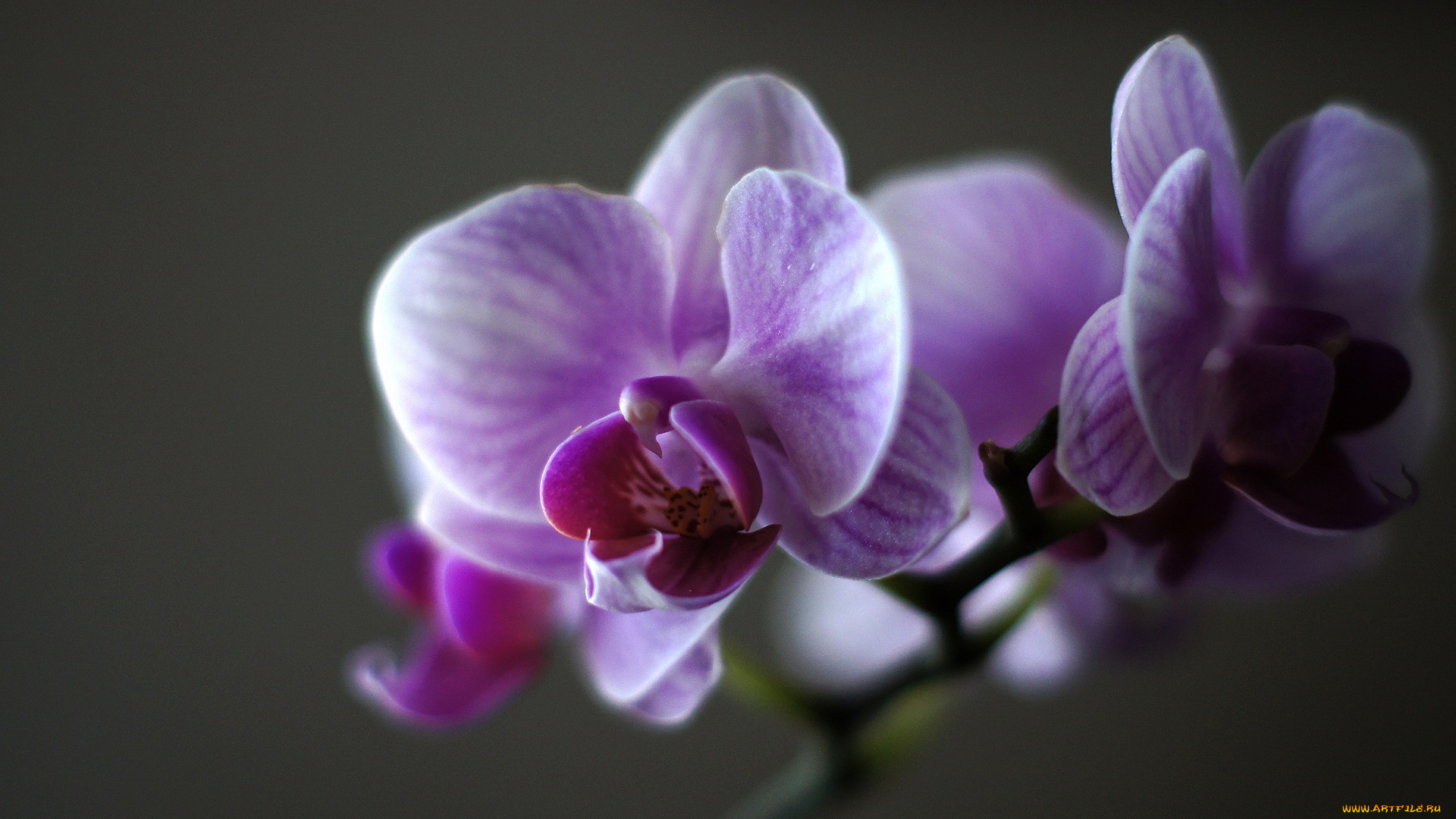 цветы, орхидеи