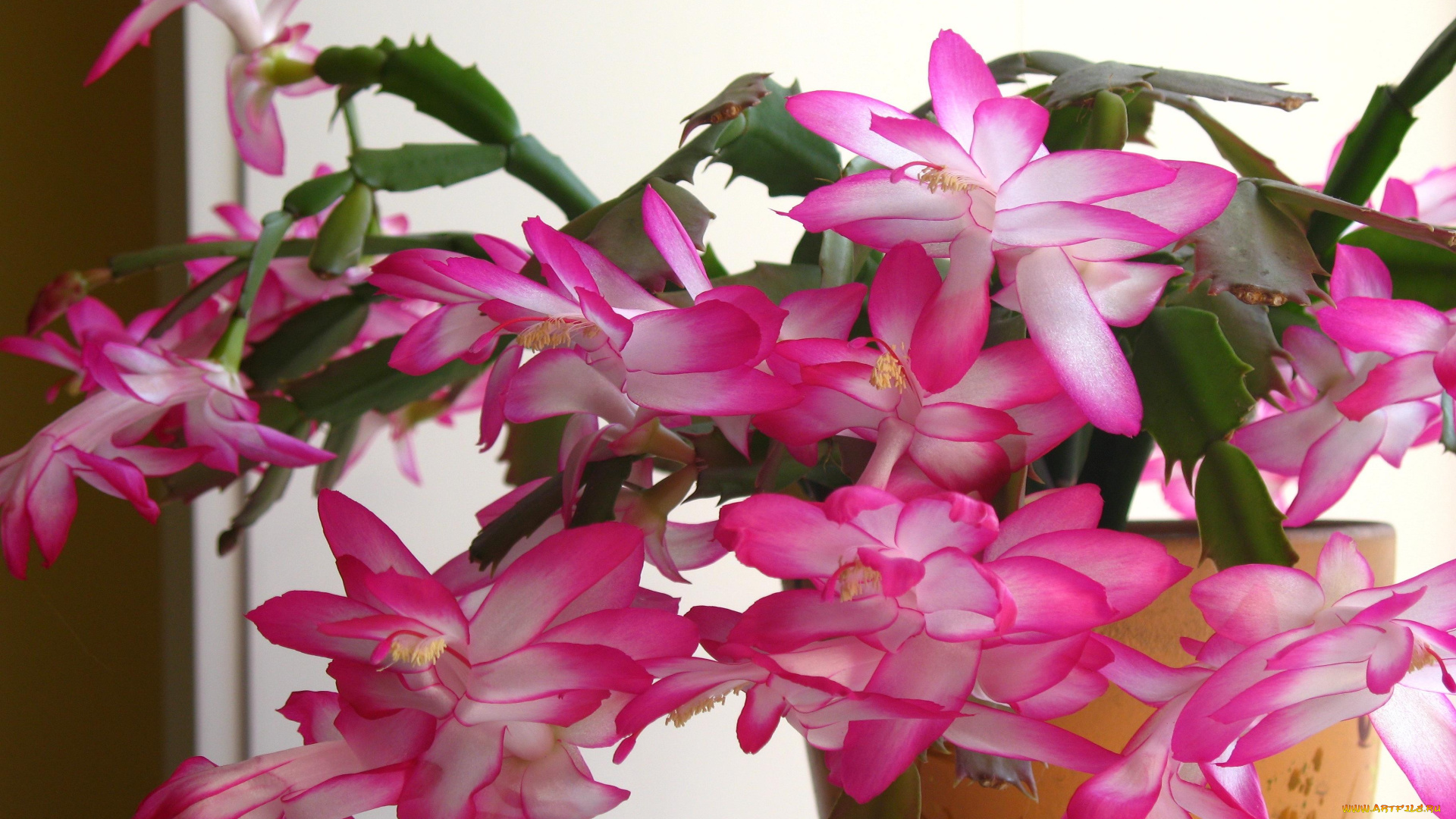 шлюмбергера, цветы, кактусы