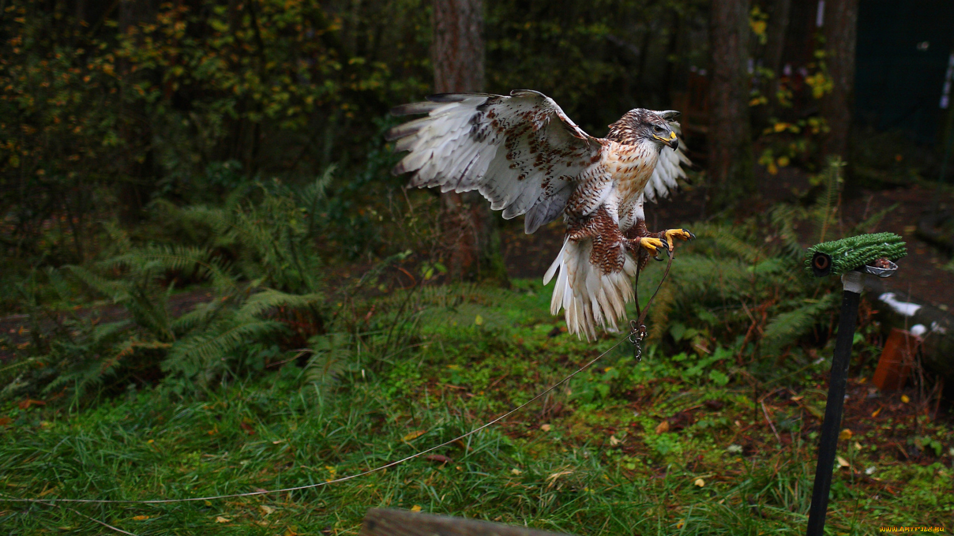 животные, птицы, хищники