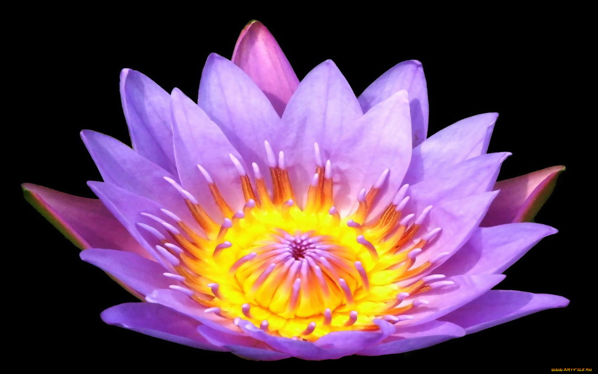 цветы, лилии, водяные, нимфеи, кувшинки