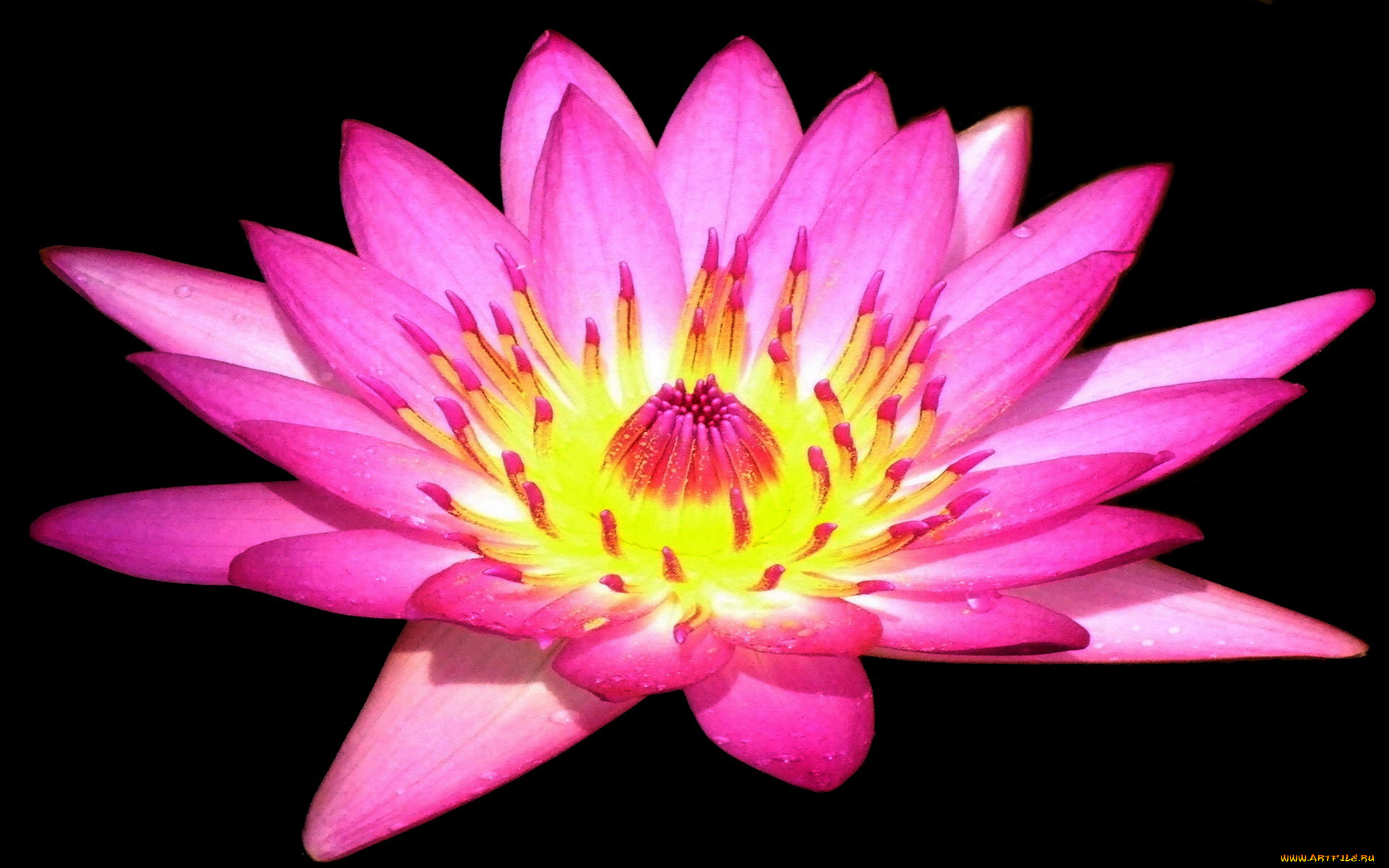 цветы, лилии, водяные, нимфеи, кувшинки