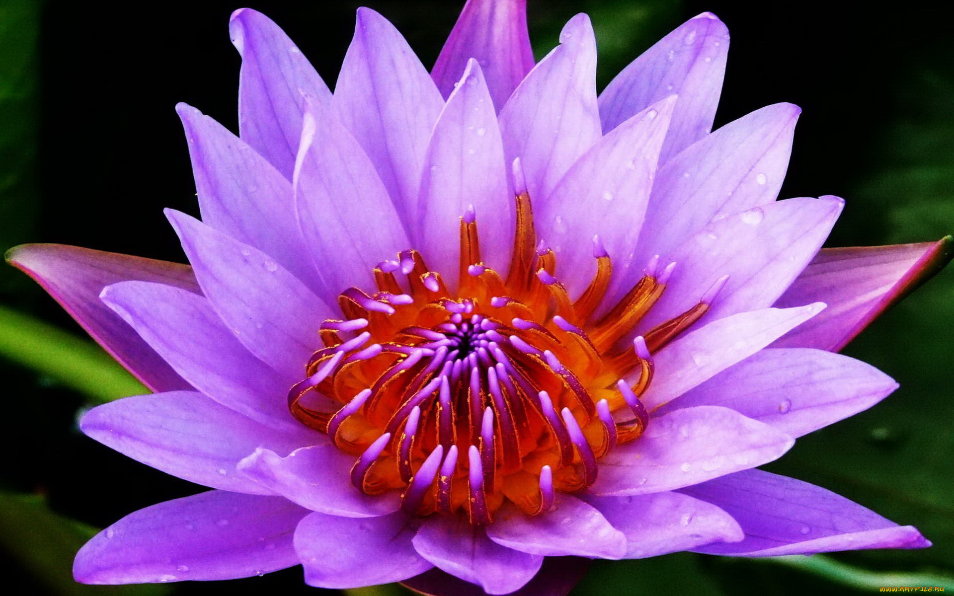 цветы, лилии, водяные, нимфеи, кувшинки