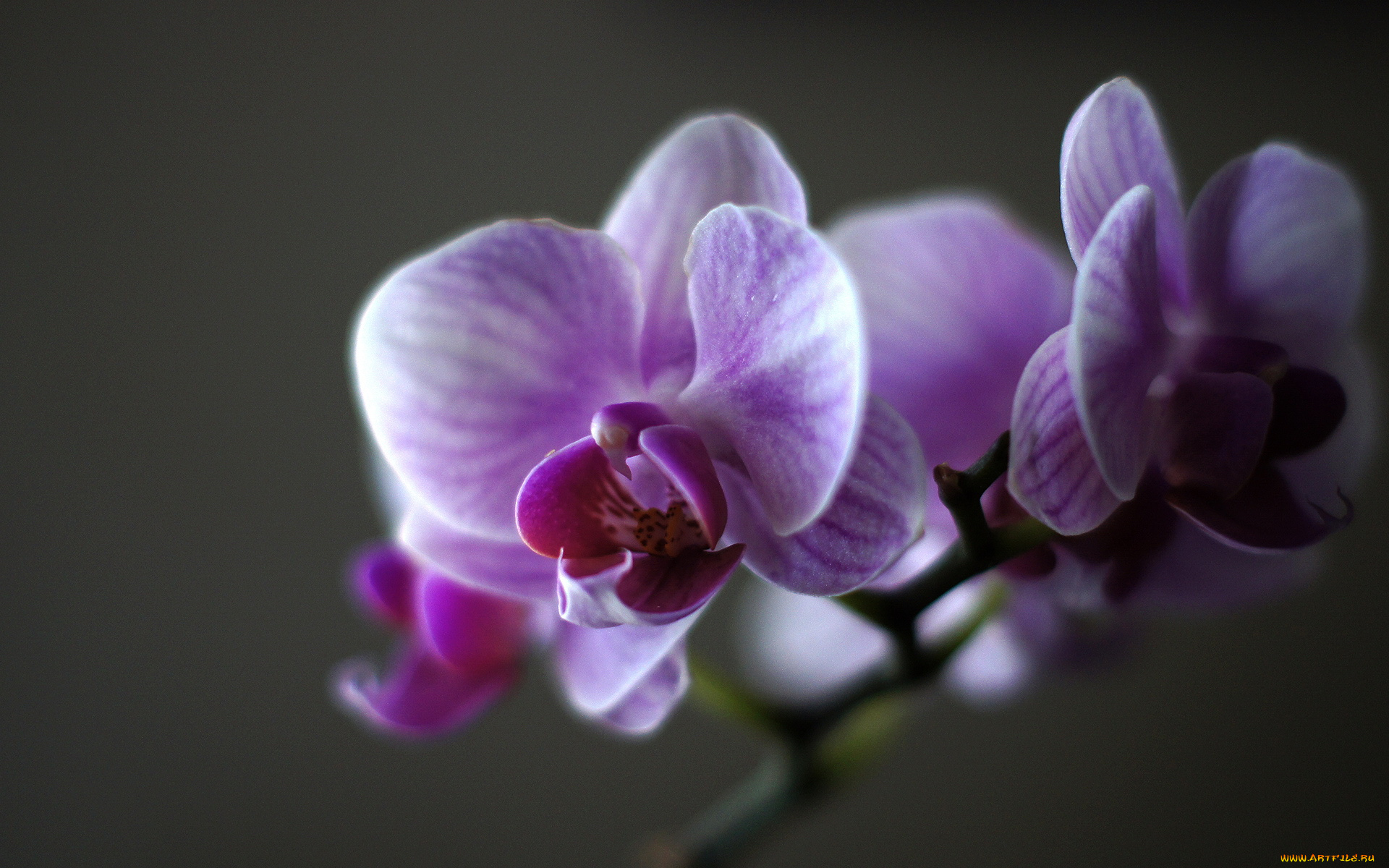 цветы, орхидеи