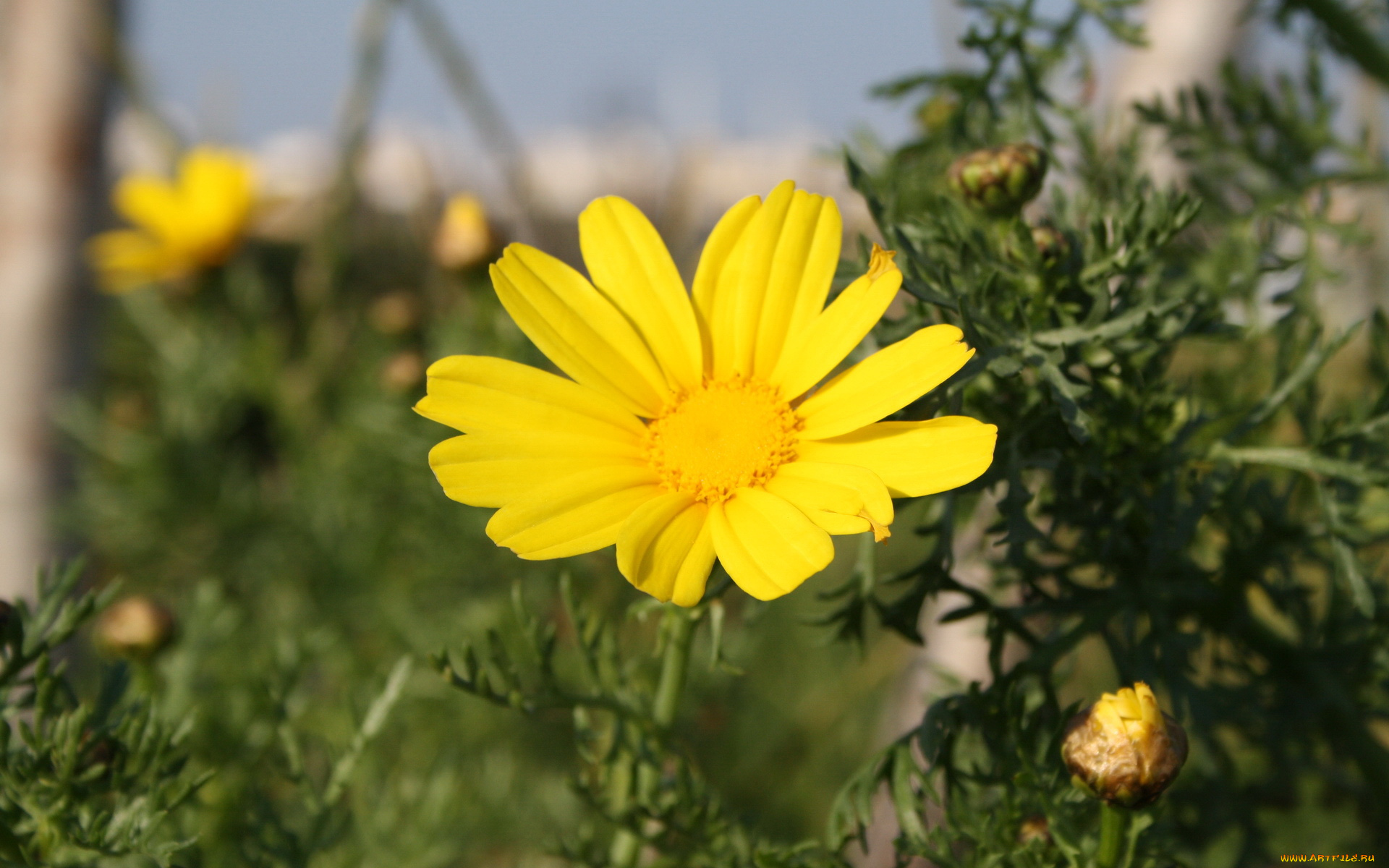 цветы, ромашки