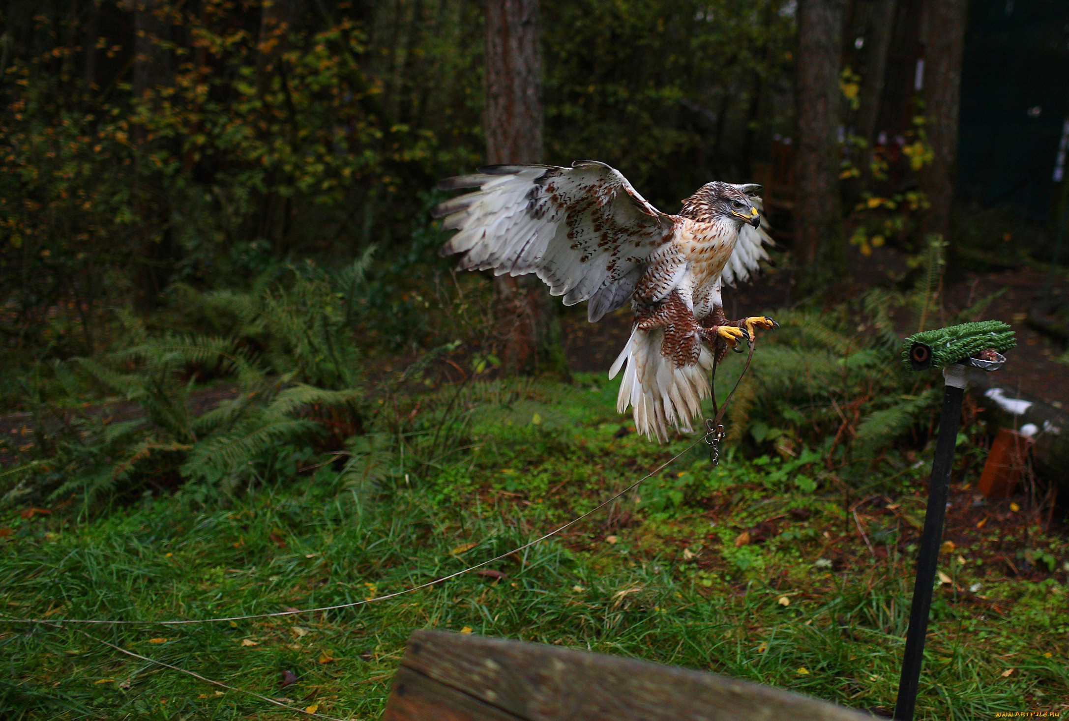 животные, птицы, хищники