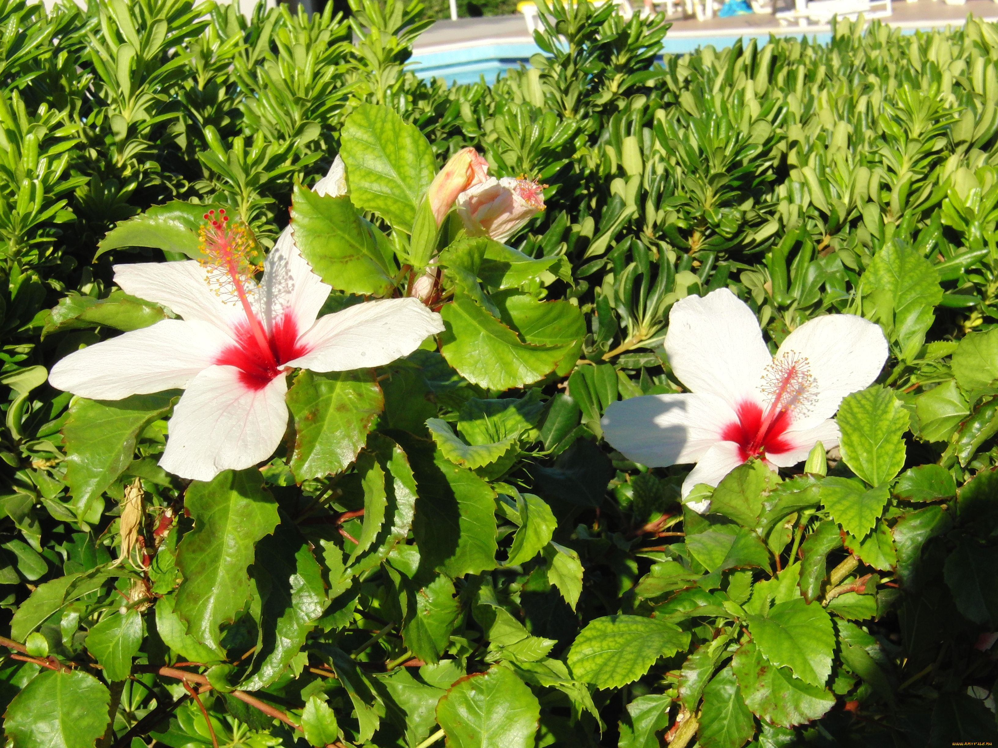 греция, аленка, меховская, цветы, гибискусы