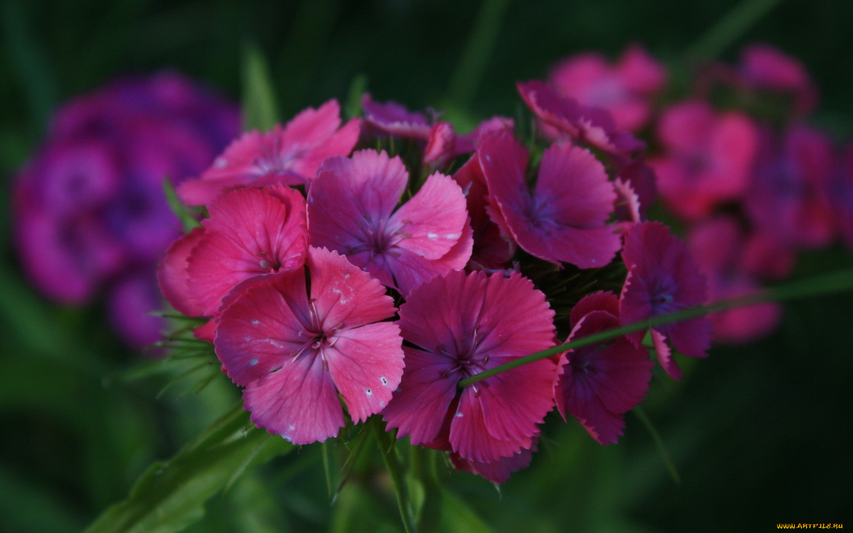 цветы, гвоздики, фиолетовые