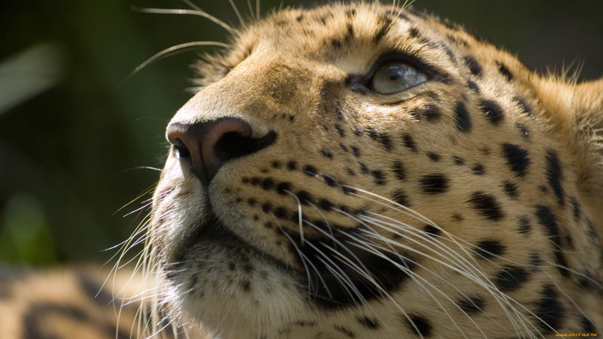 Что, нас, там, животные, леопарды, морда, усы, взгляд