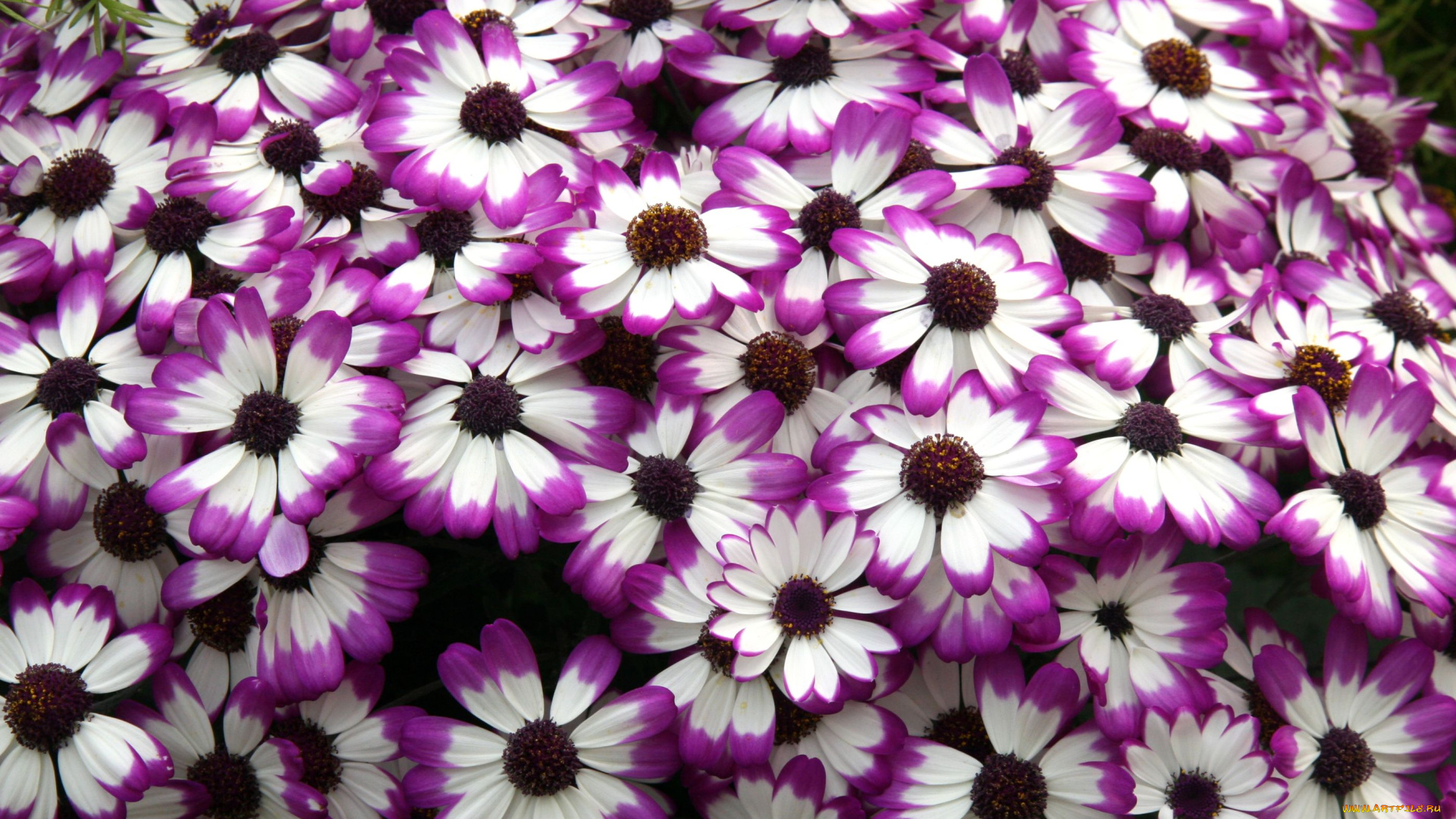 цветы, цинерария, много, пестрый