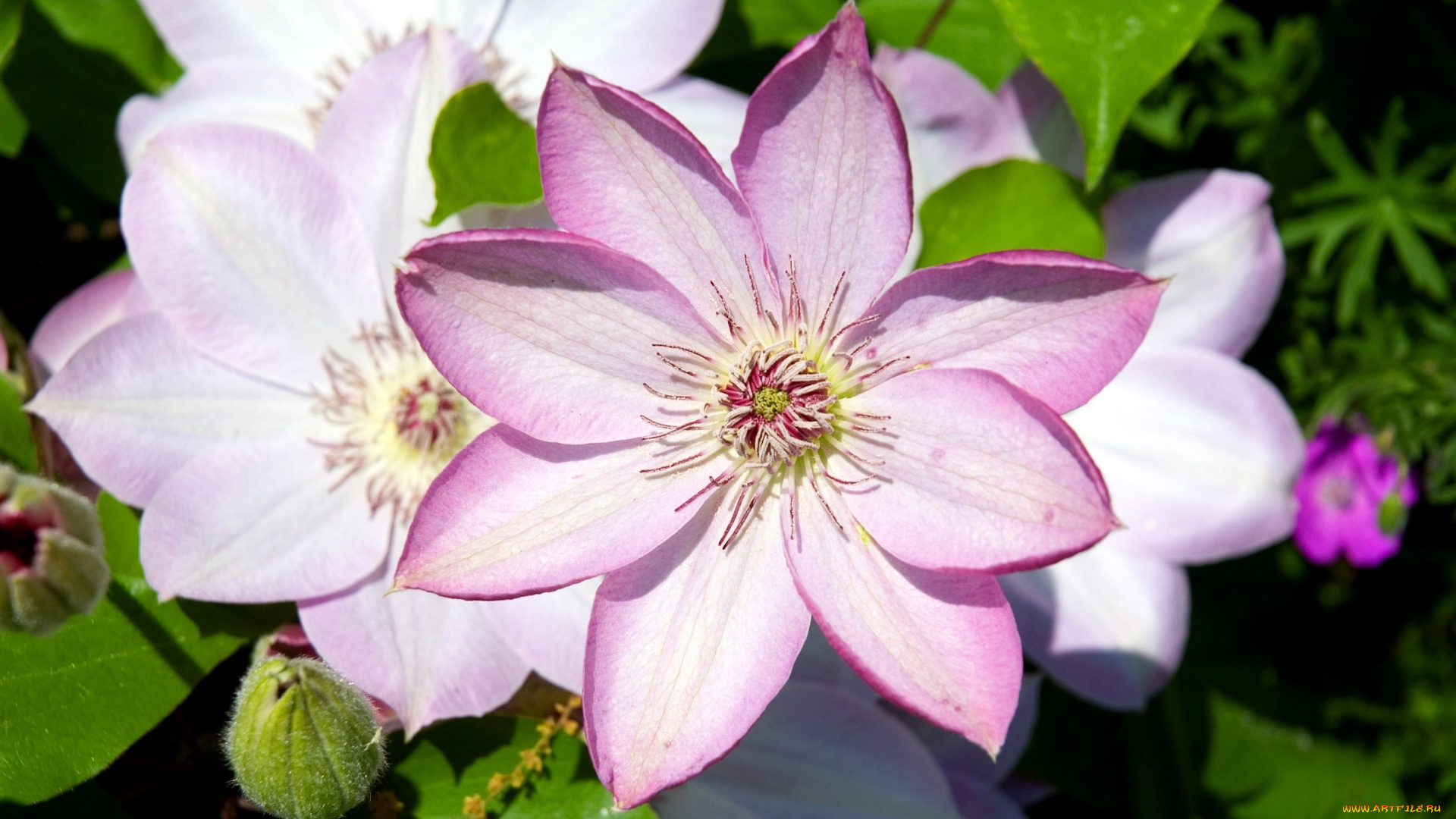 цветы, клематис, ломонос, лепестки, бледно-розовый