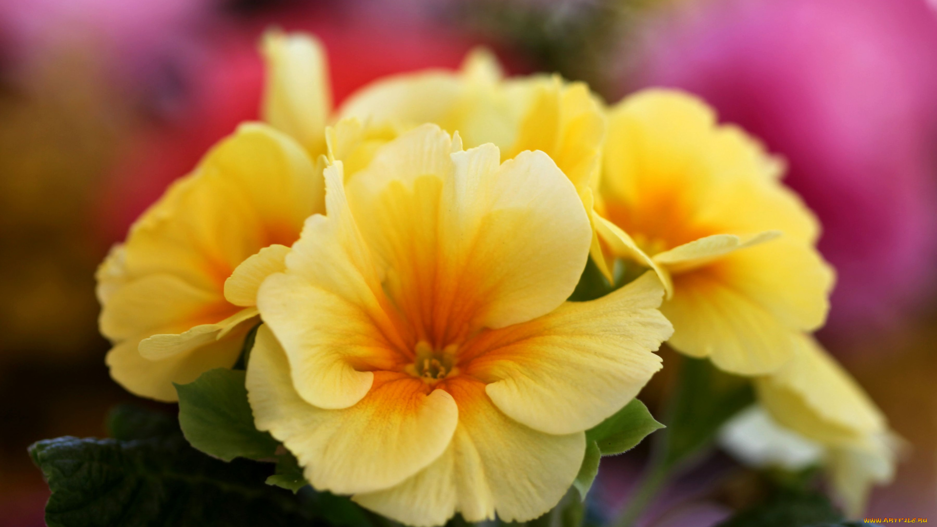 цветы, примулы, желтый, лепестки