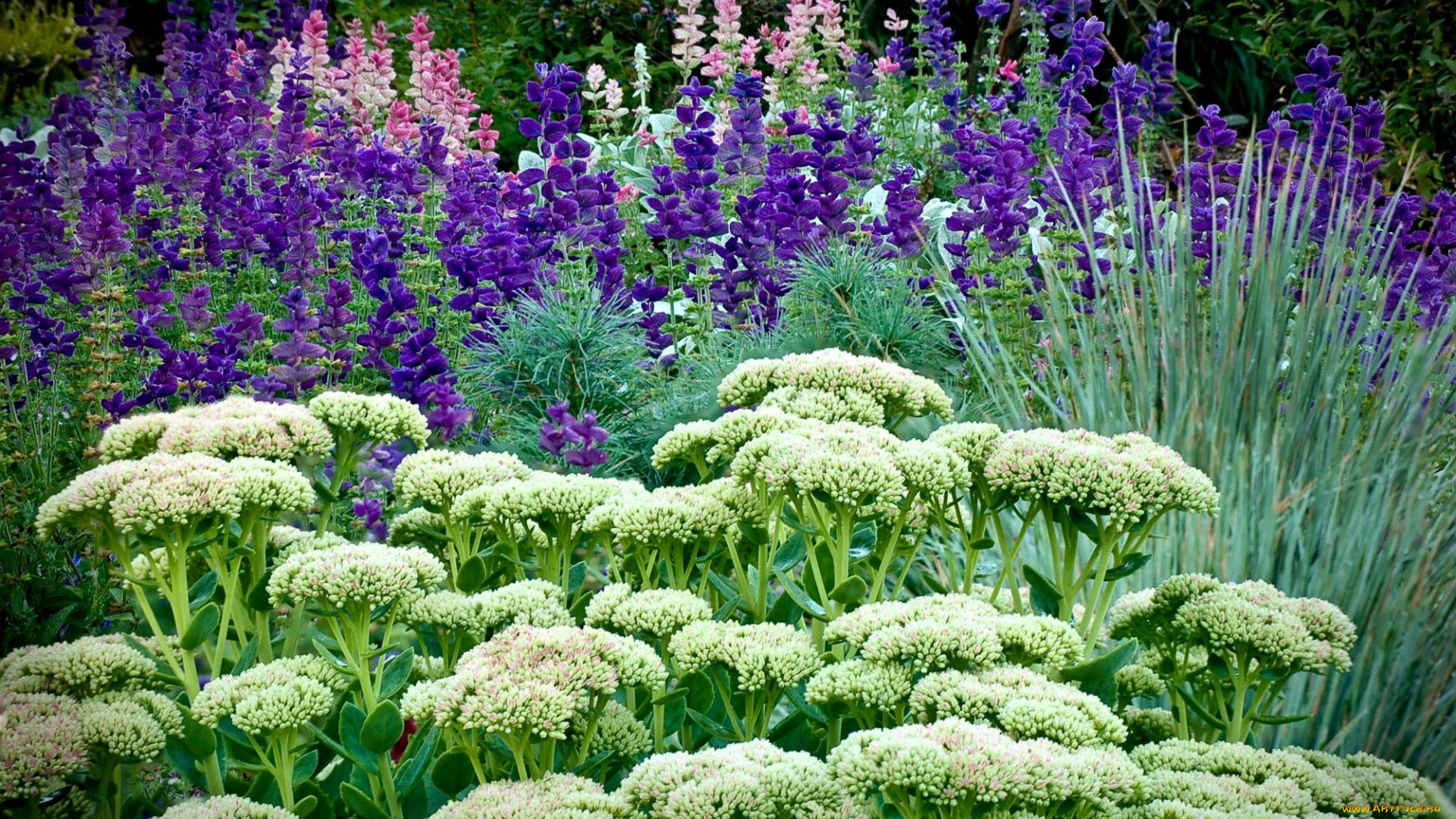 цветы, разные, вместе, травы, каланхоэ