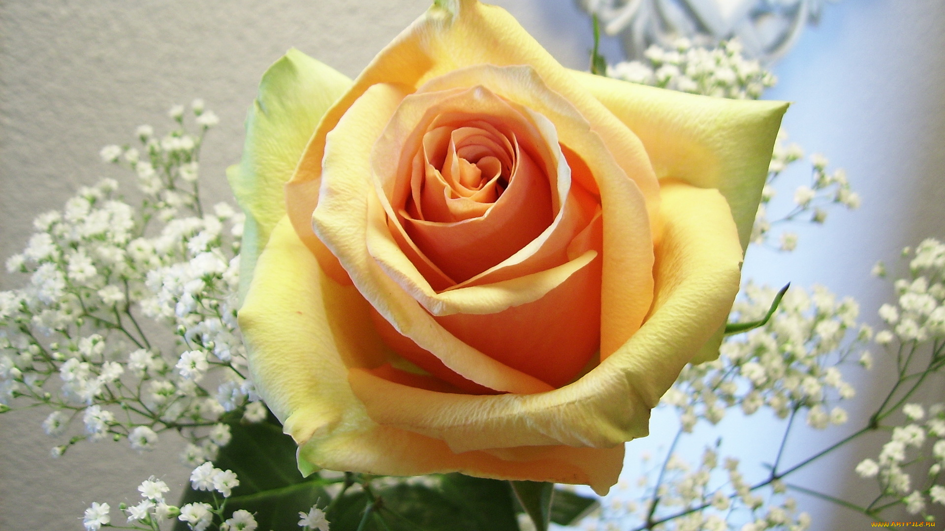 цветы, розы, роза