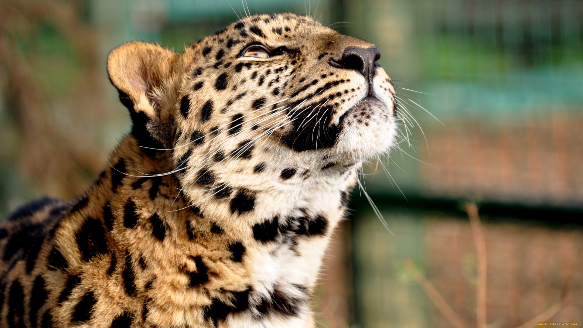 любопатство, животные, леопарды, смотрит, вверх, морда