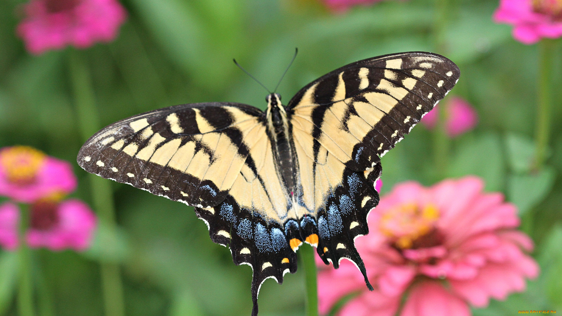 парусник, животные, бабочки, цветок, зелень, насекомое