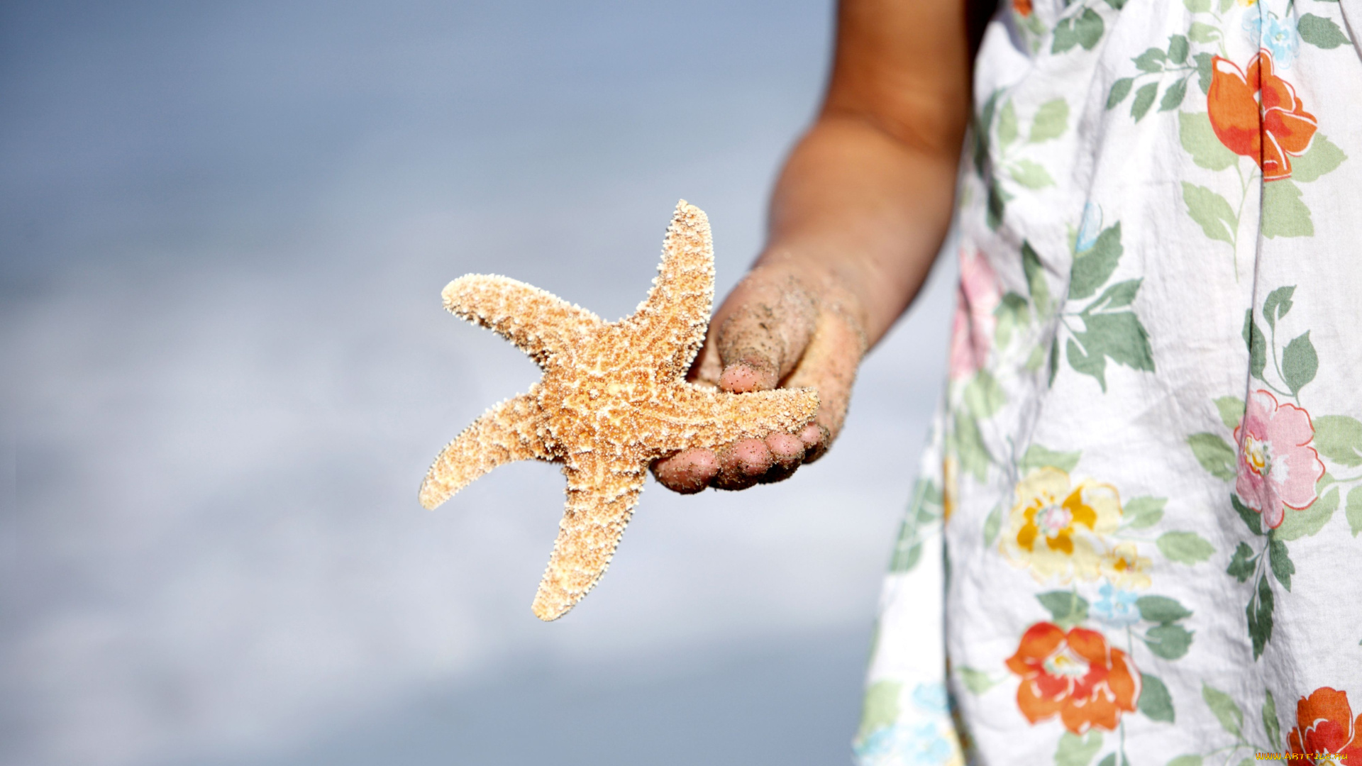 разное, ракушки, кораллы, декоративные, spa, камни, девочка, платье, рука, морская, звезда