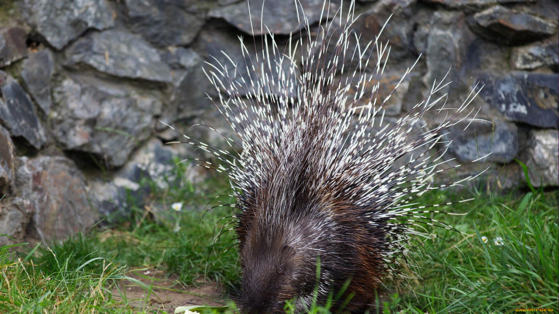 животные, дикобразы, иглы