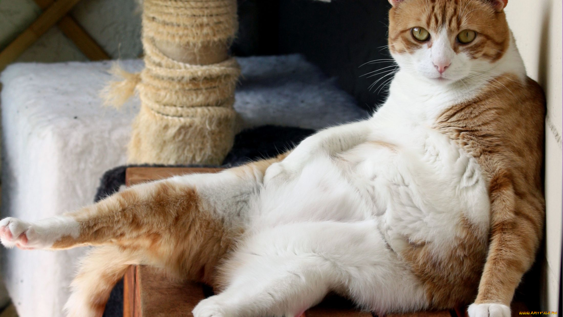 животные, коты, толстый, забавный