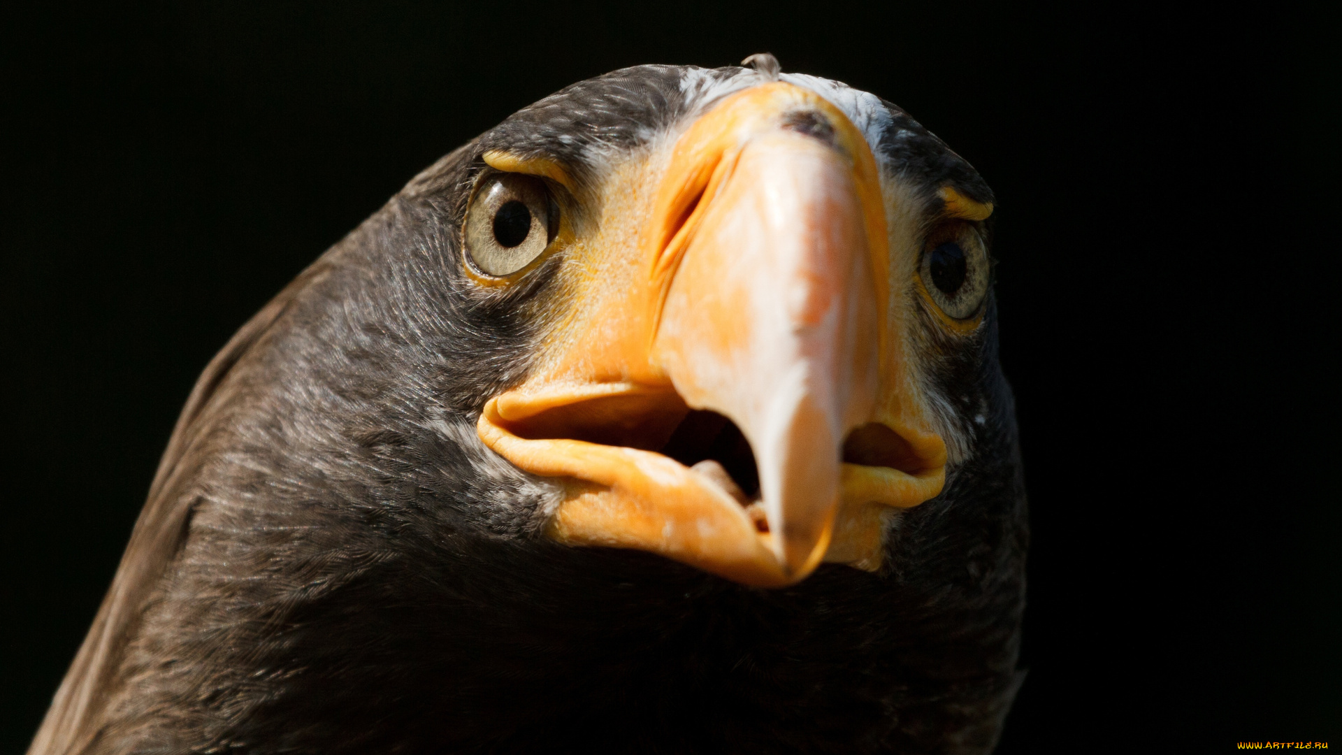 животные, птицы, хищники, клюватый