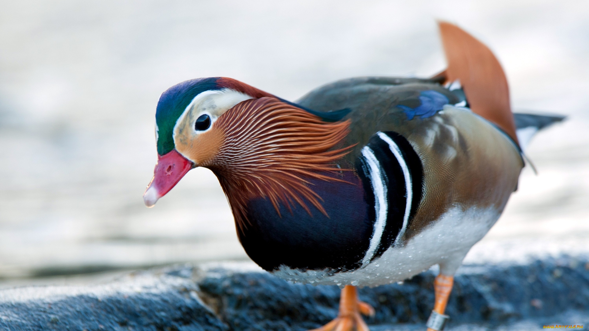 животные, утки, утка-мандаринка, яркий