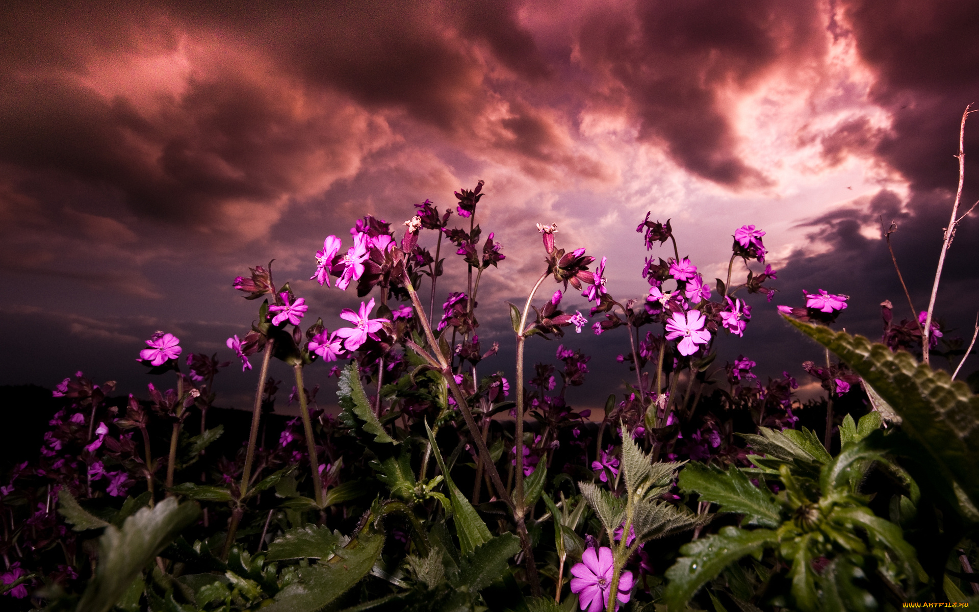 purple, flowers, природа, луга, поле, луг, цветы