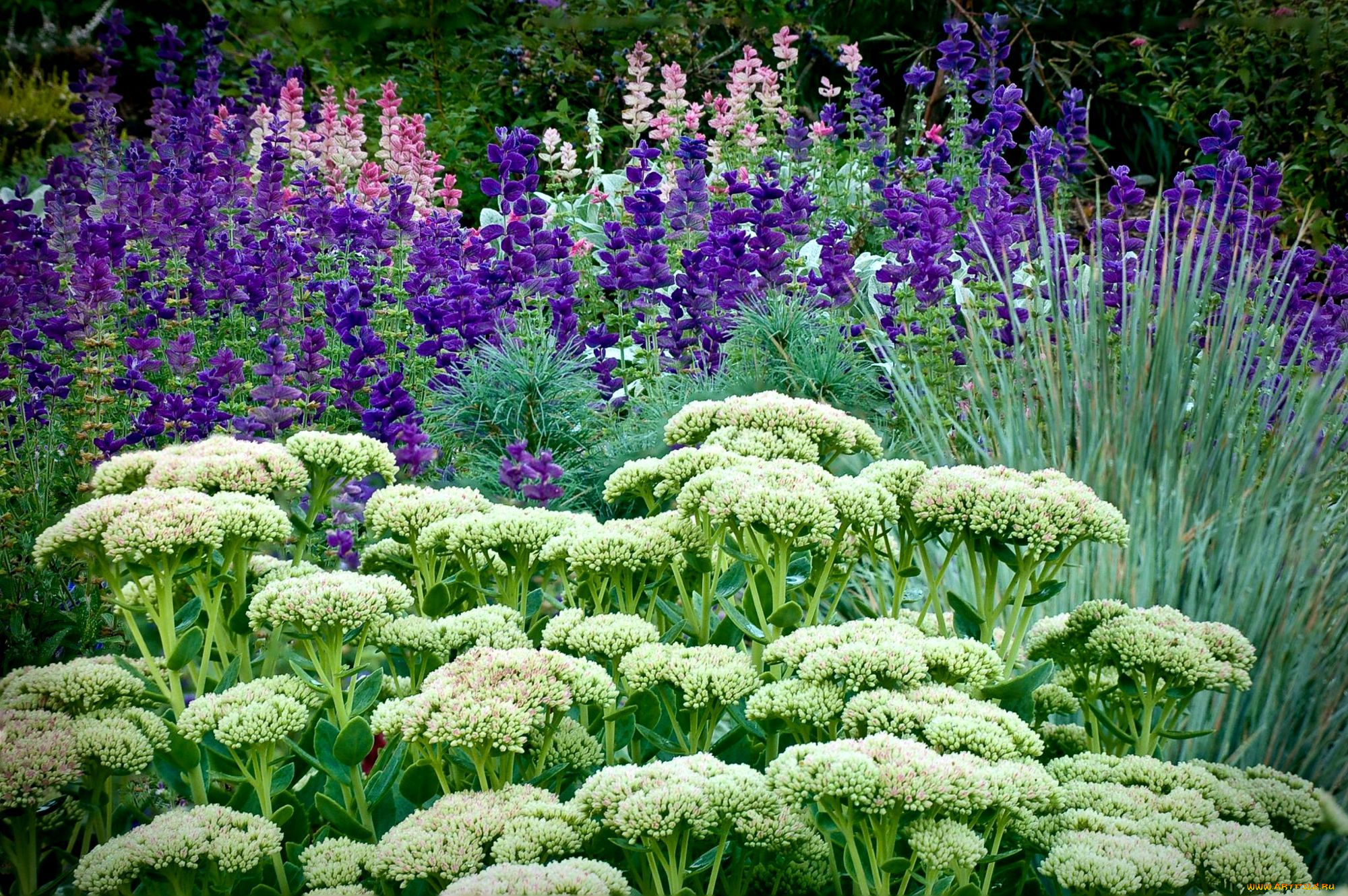 цветы, разные, вместе, травы, каланхоэ