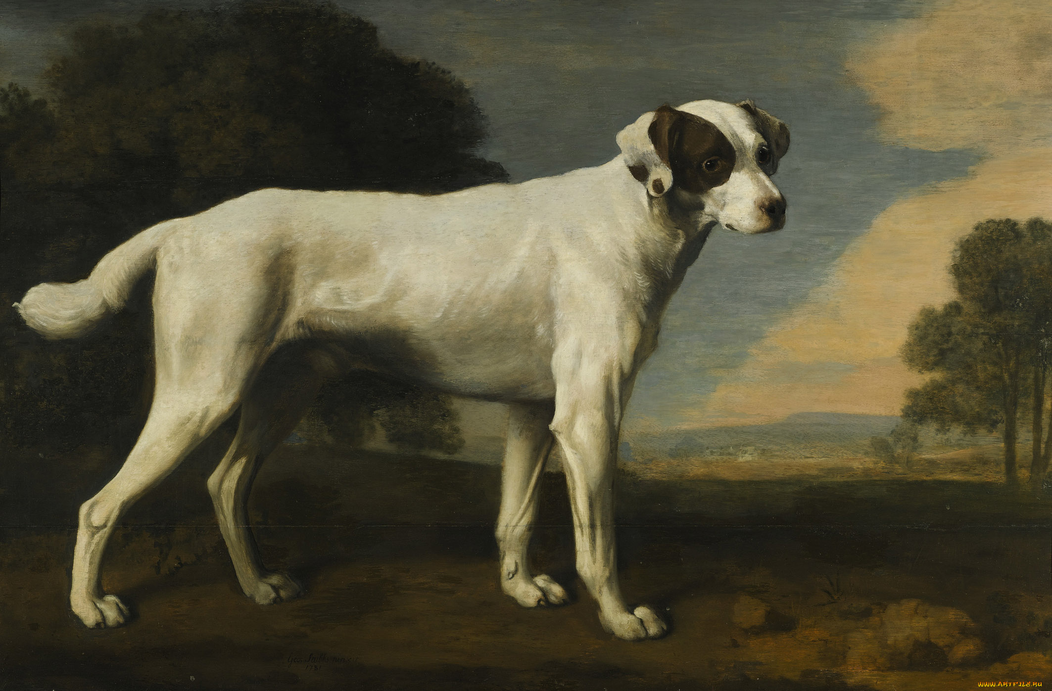 george, stubbs, рисованные, собака