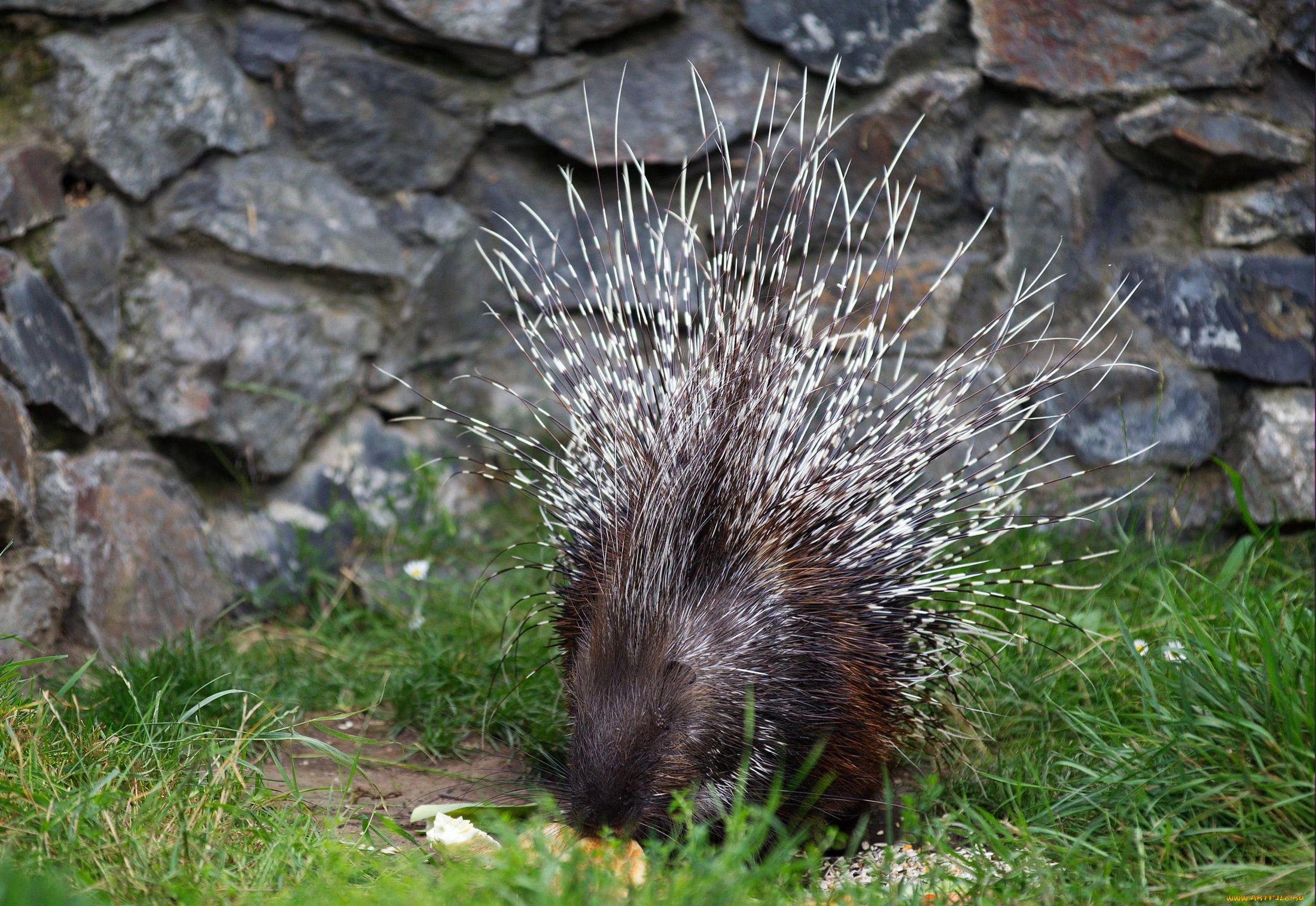 животные, дикобразы, иглы