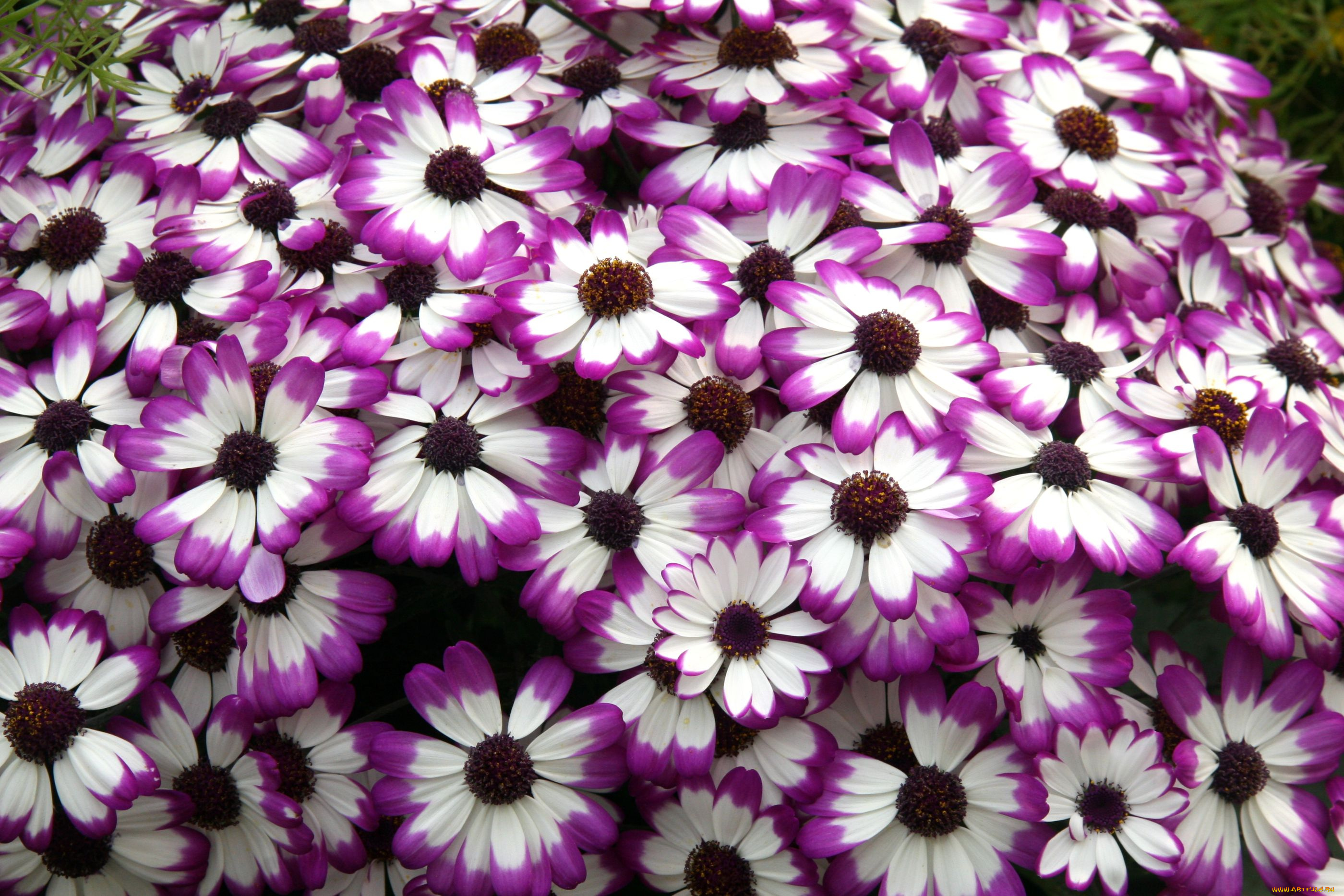 цветы, цинерария, много, пестрый