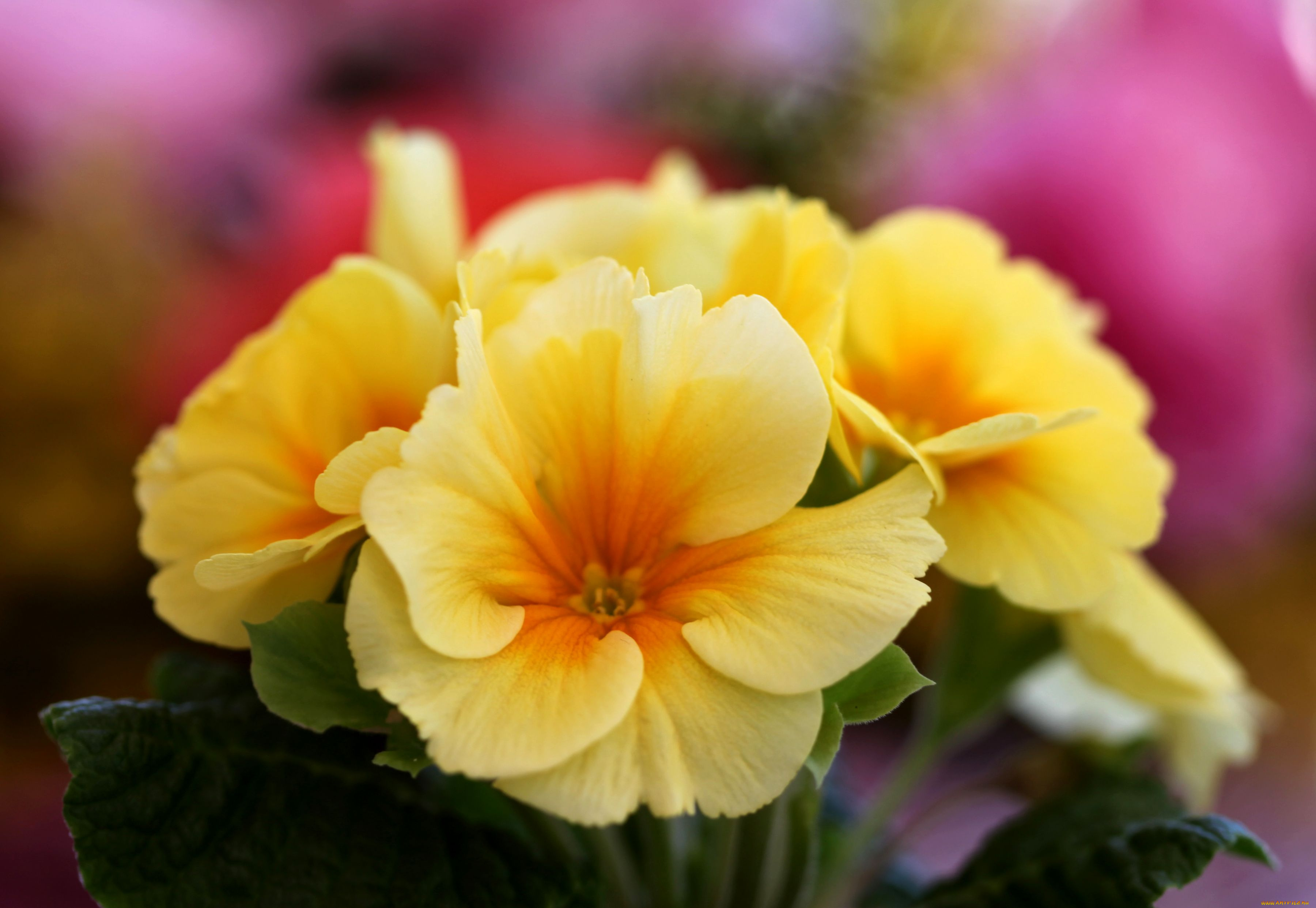 цветы, примулы, желтый, лепестки