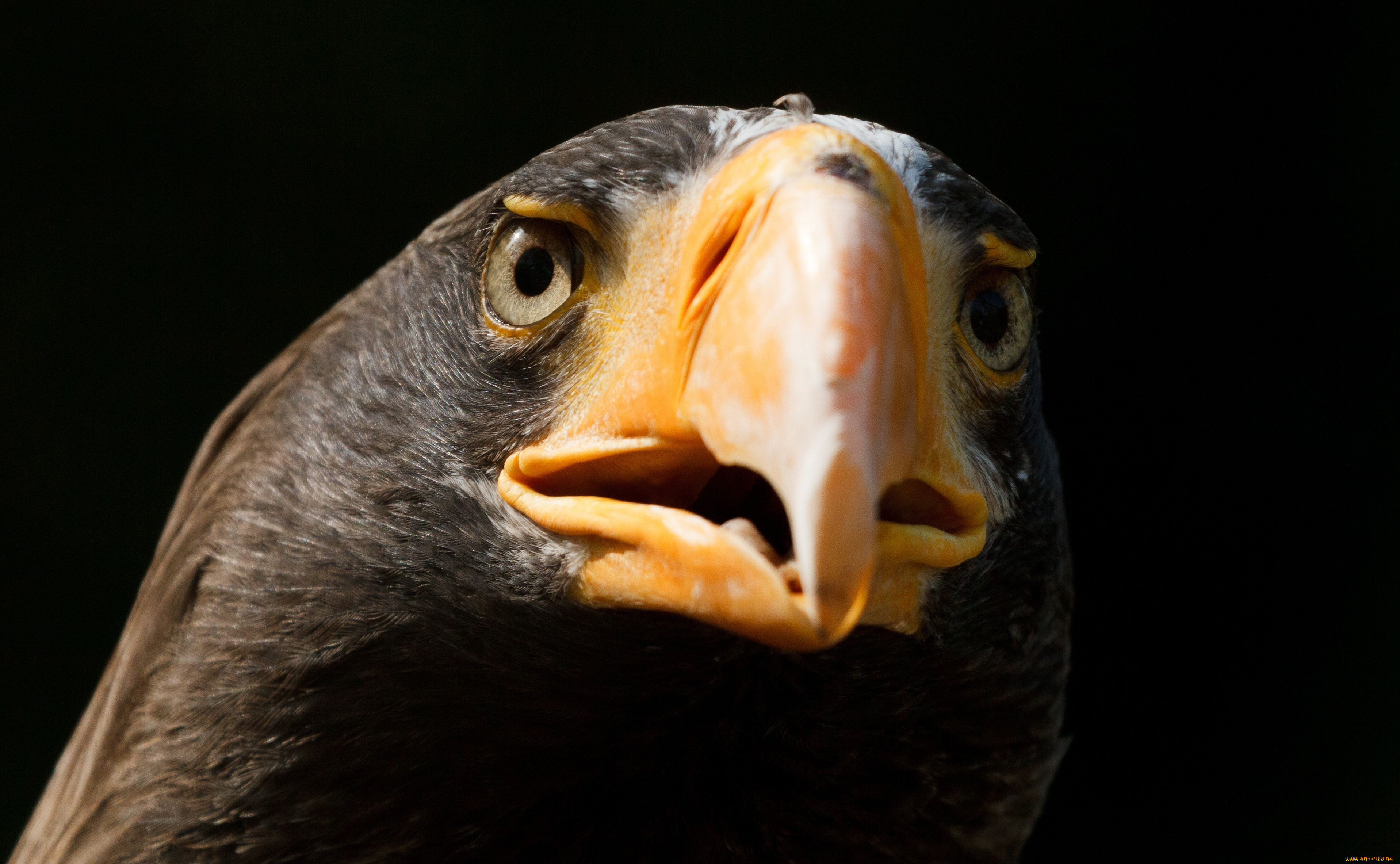 животные, птицы, хищники, клюватый