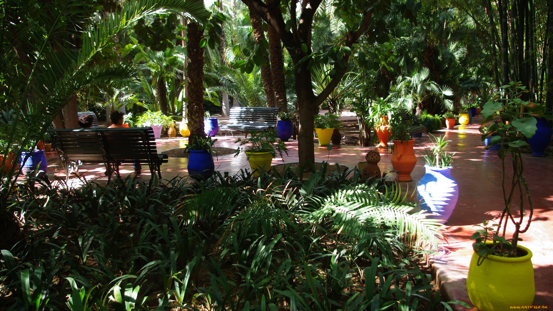 morocco, marrakech, jardin, majorelle, природа, парк, растения, сад