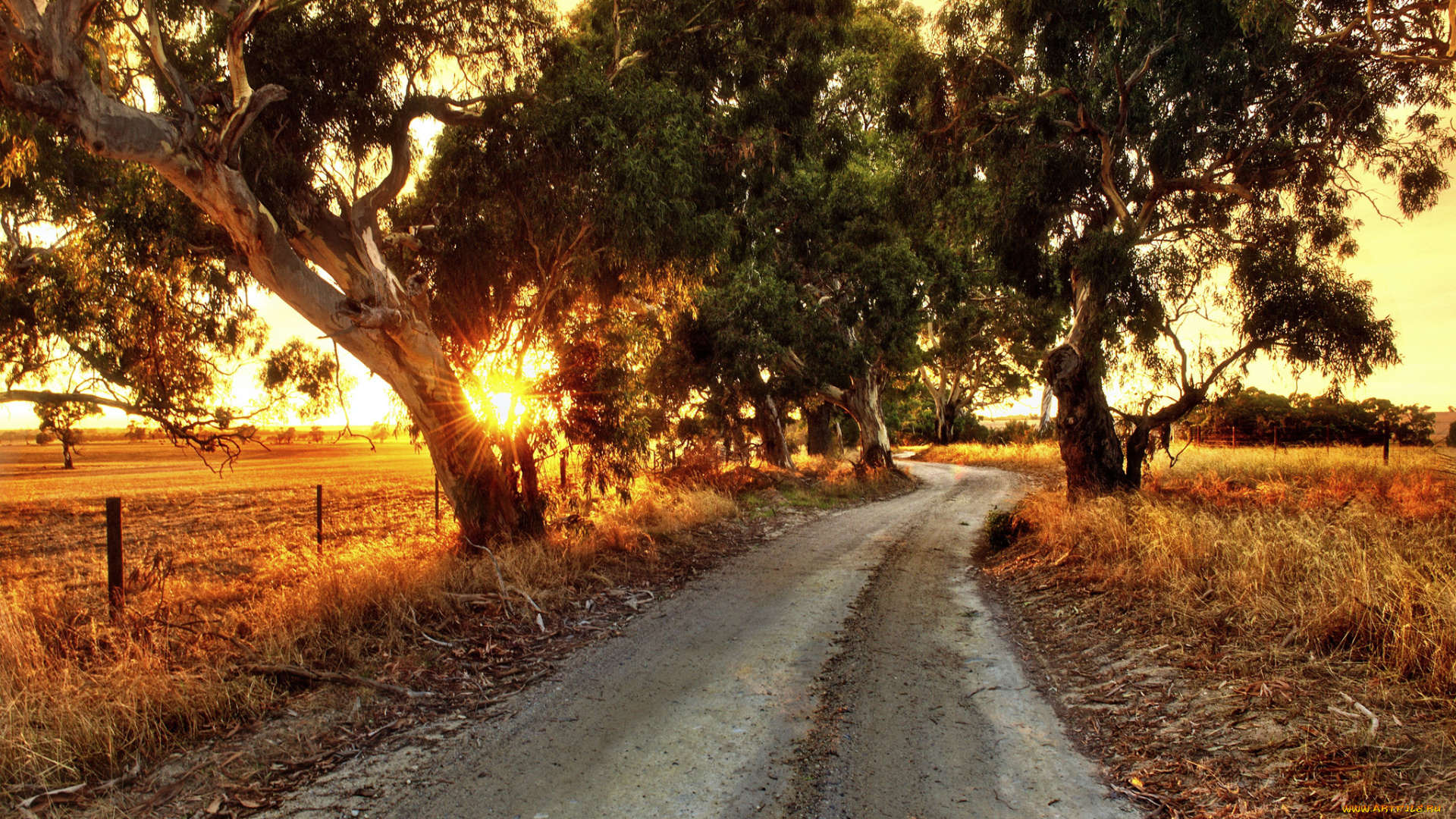 природа, дороги, трава, поле, деревья, закат