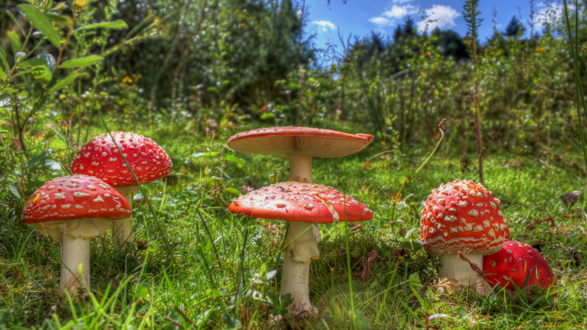 природа, грибы, мухомор, поганки, трава, лес, яд