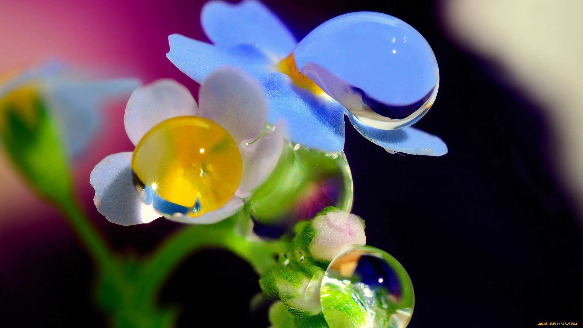 природа, макро, цветы