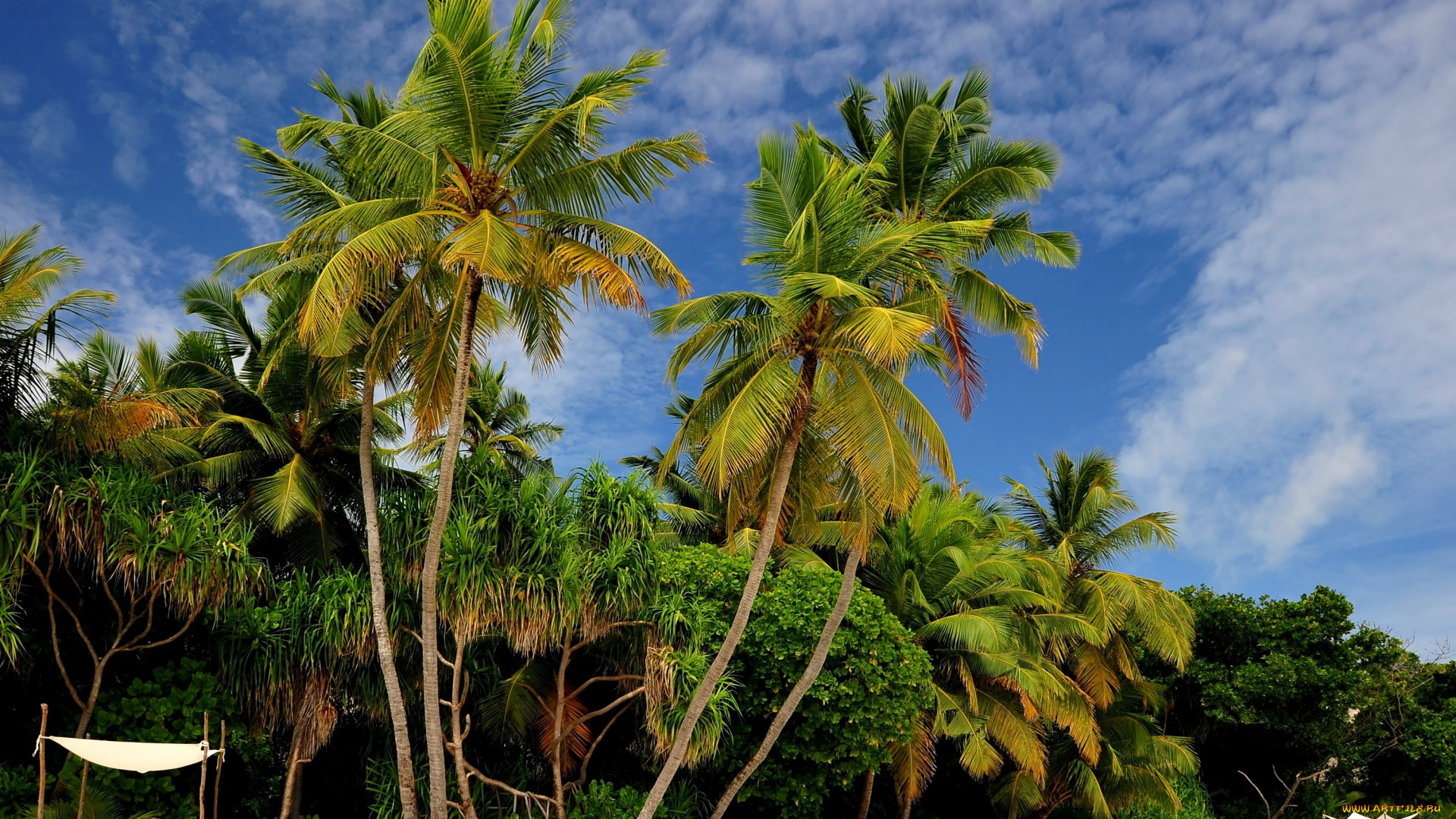 природа, тропики, отдых, пальмы, пляж